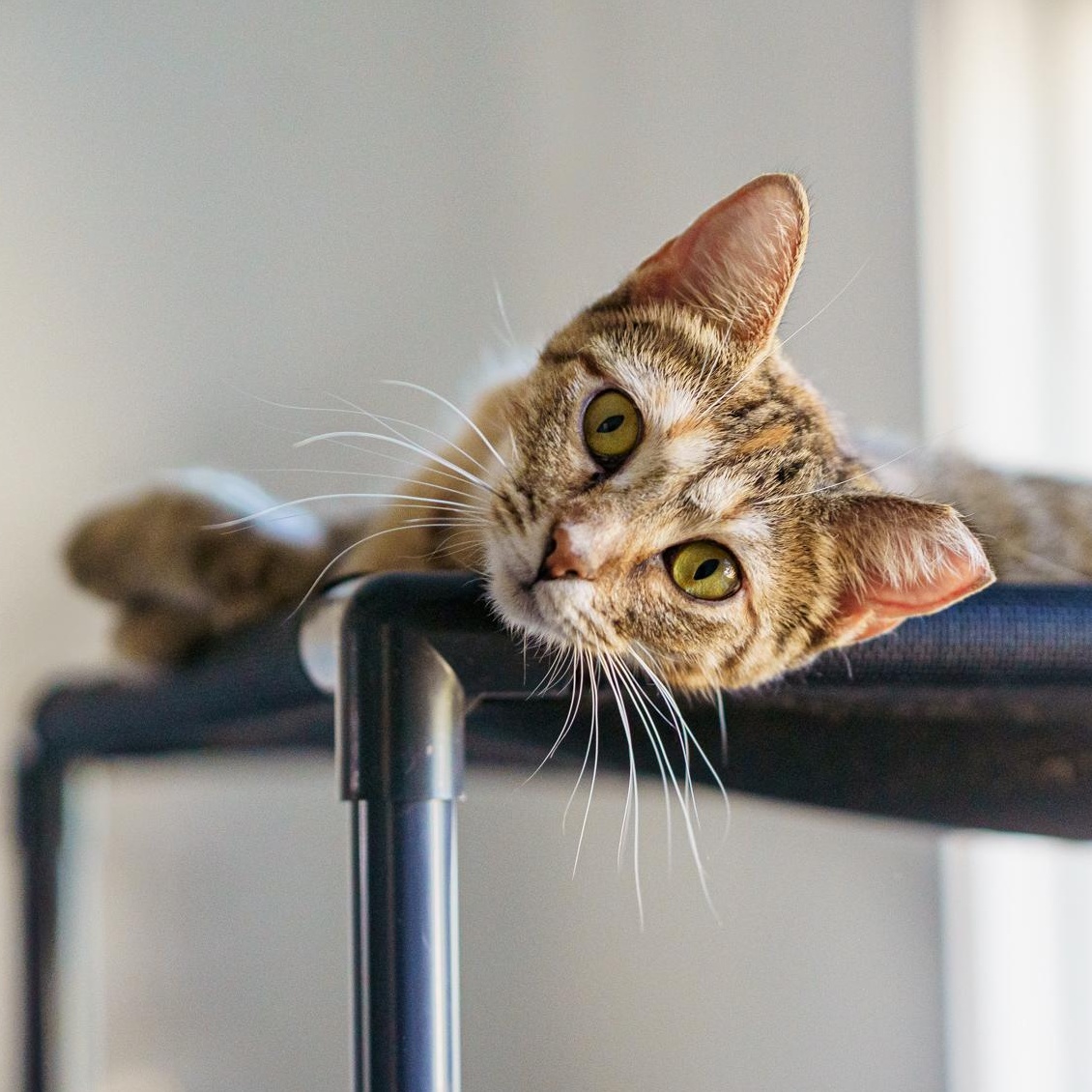 Enlarge Venus, a ADOPTABLE mixed breed in Marble Falls, TX image 1/6