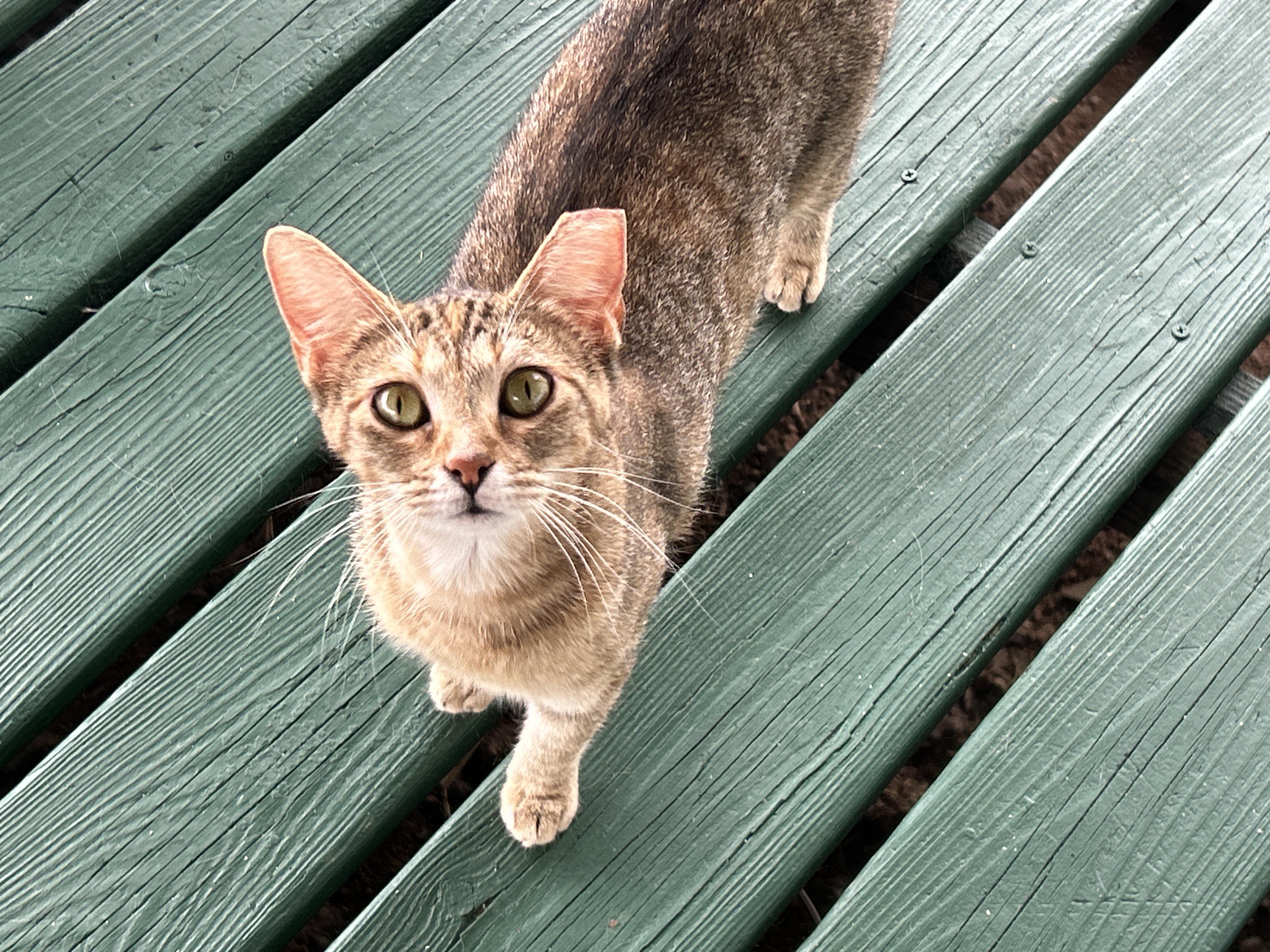 Enlarge Venus, a ADOPTABLE mixed breed in Marble Falls, TX image 6/6