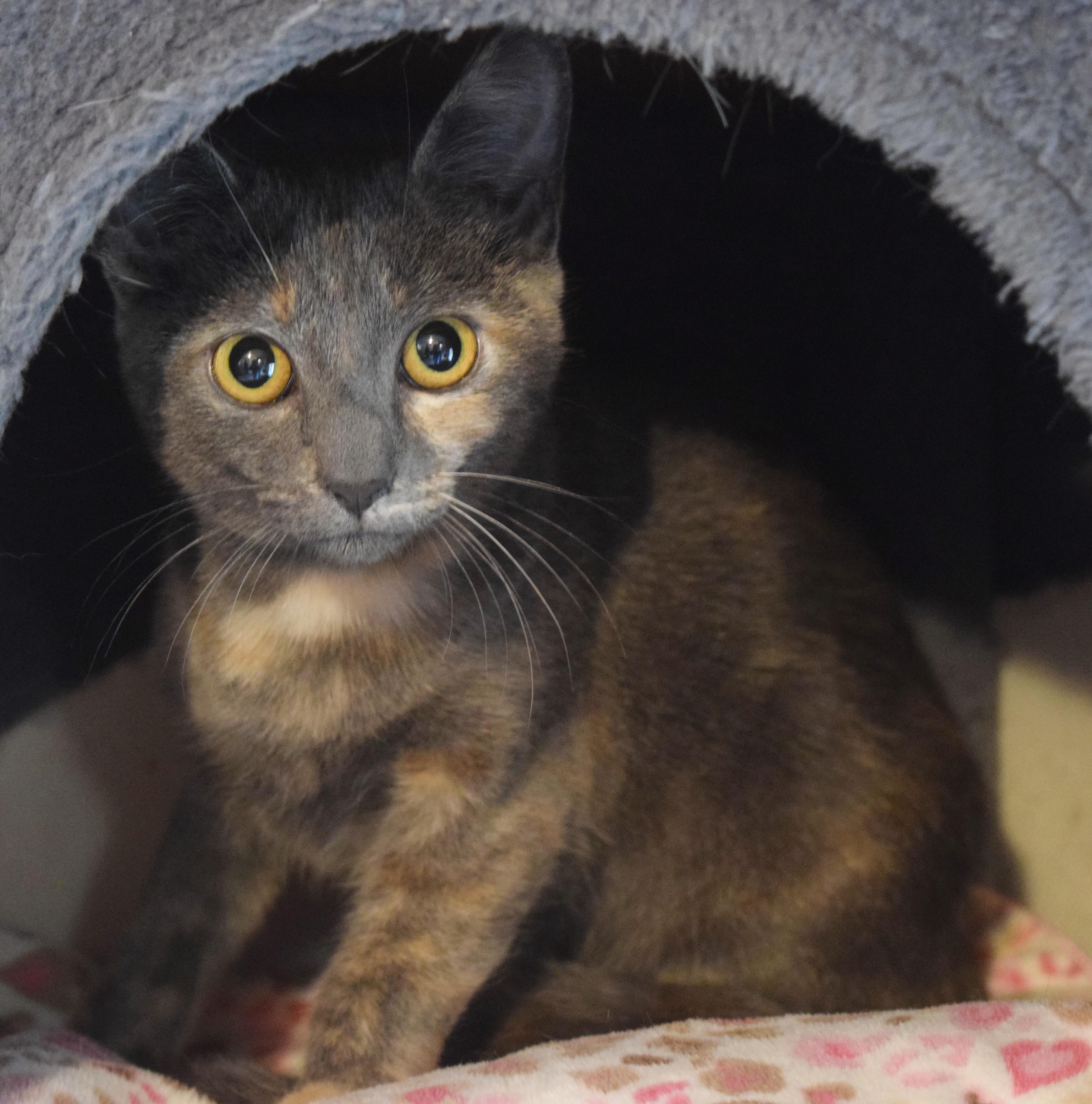 Lola, an adopted mixed breed in Bulverde, TX image 4/6