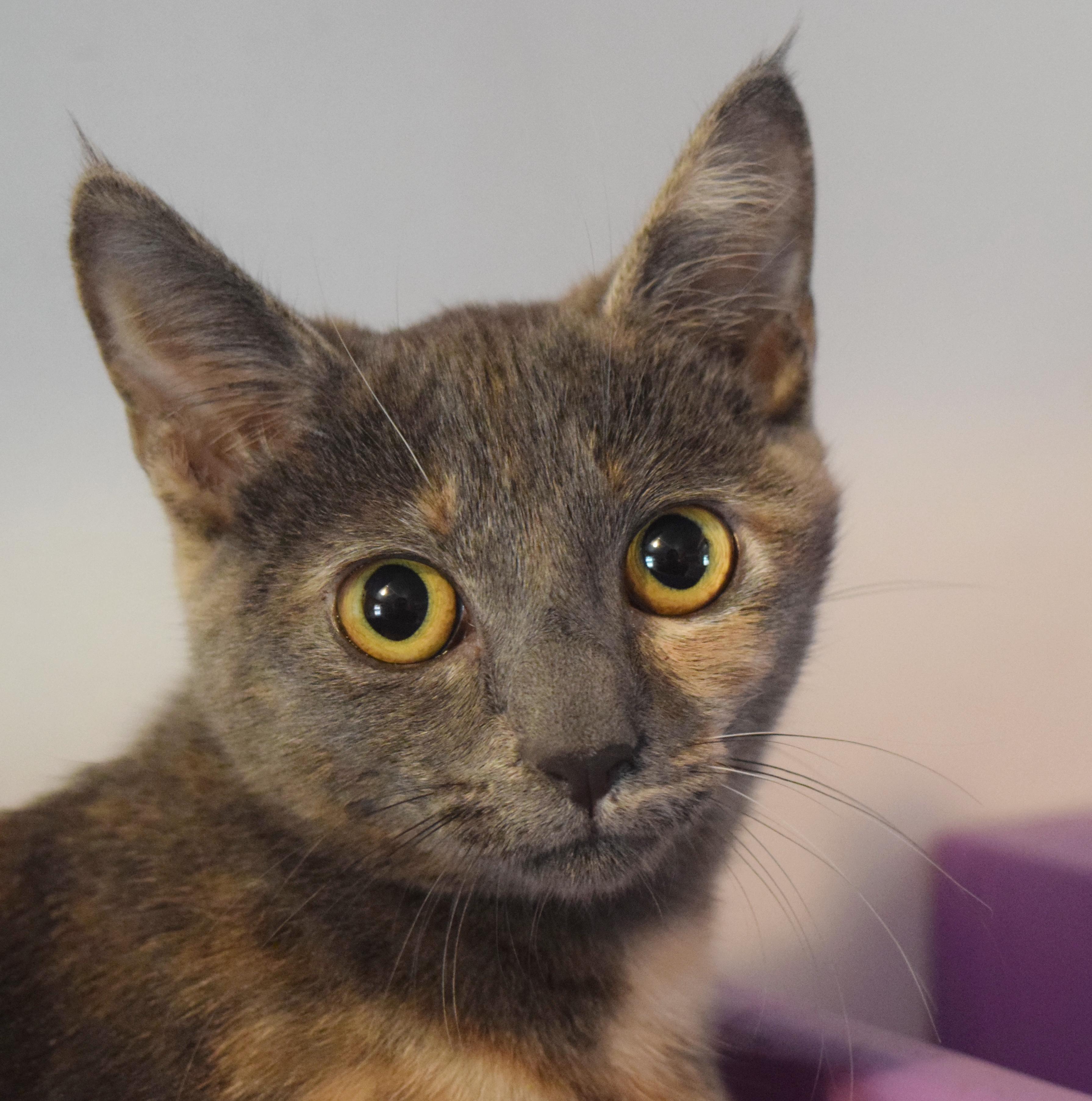 Lola, an adopted mixed breed in Bulverde, TX image 1/6