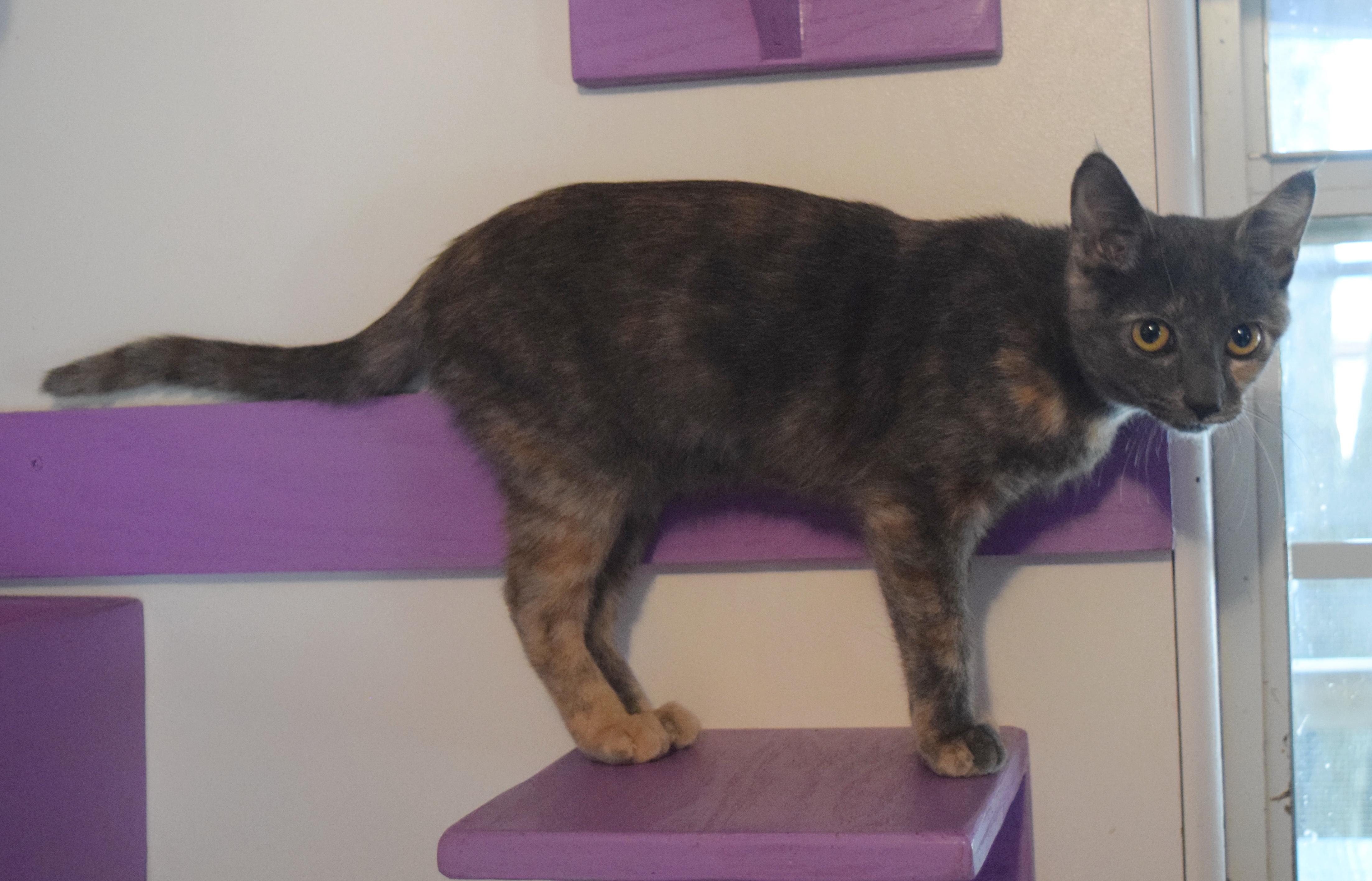 Lola, an adopted mixed breed in Bulverde, TX image 6/6
