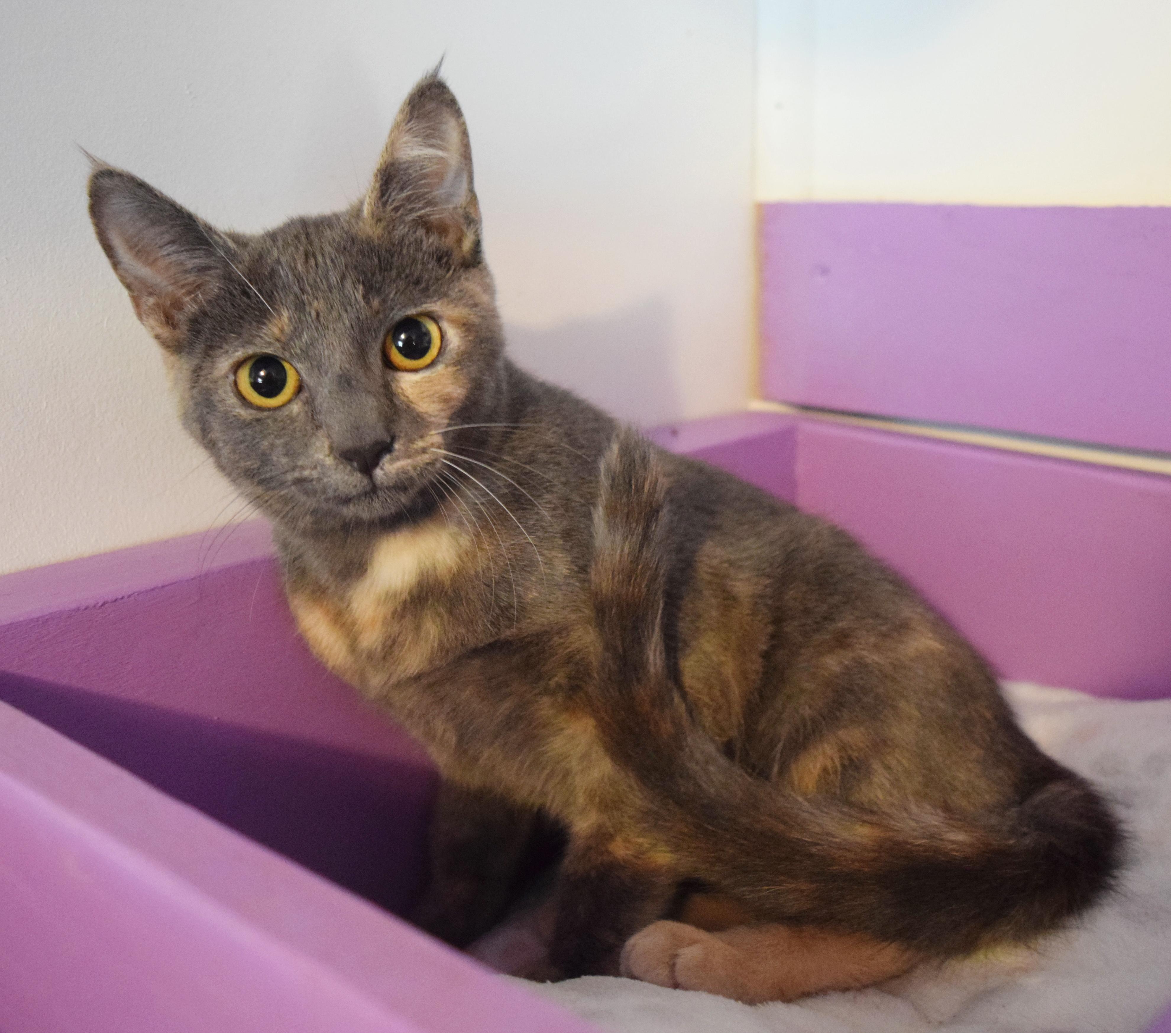Lola, an adopted mixed breed in Bulverde, TX image 2/6
