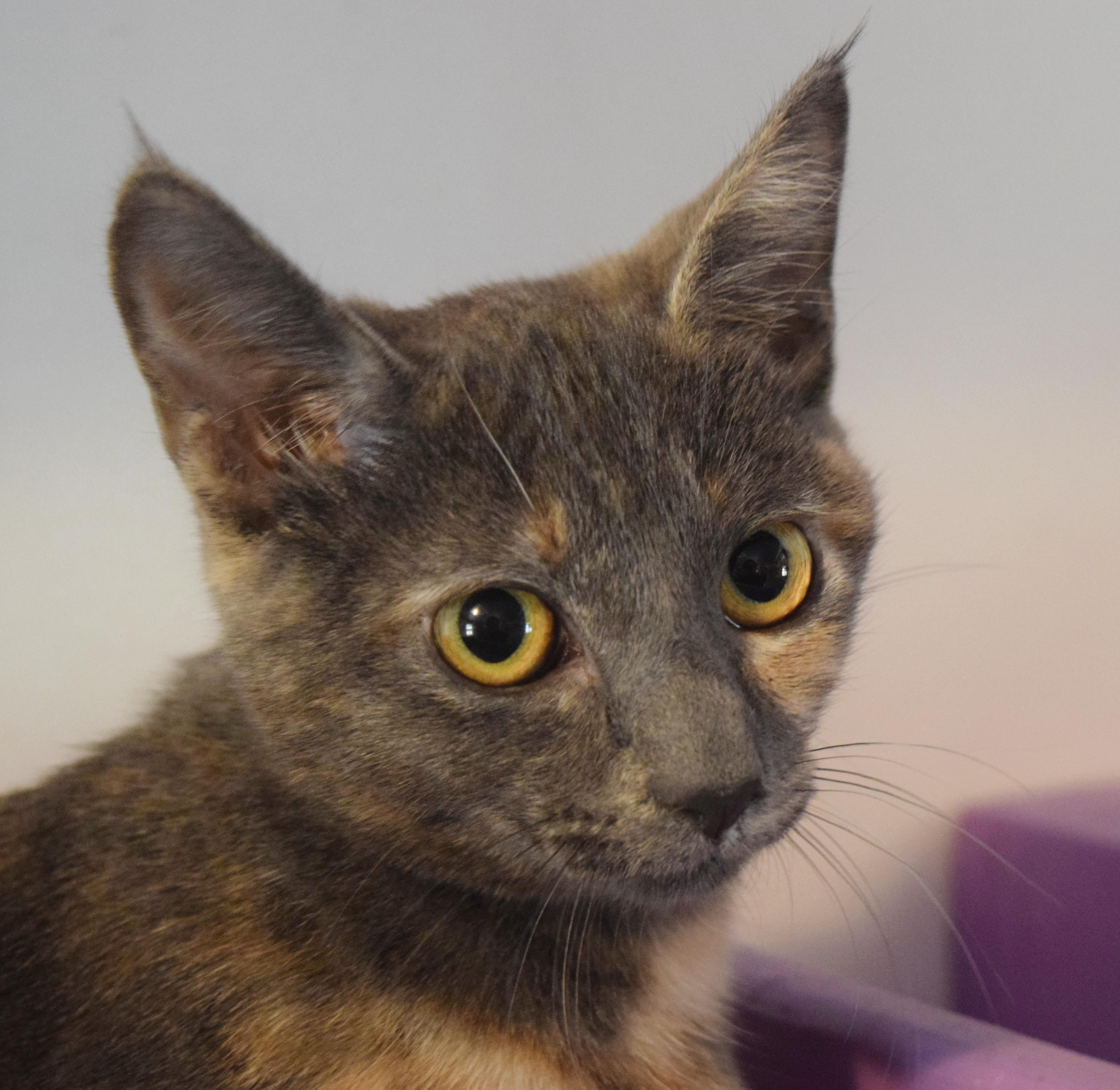 Lola, an adopted mixed breed in Bulverde, TX image 3/6