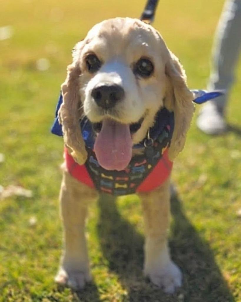 Kola, Adoptable, Senior Male Cocker Spaniel.