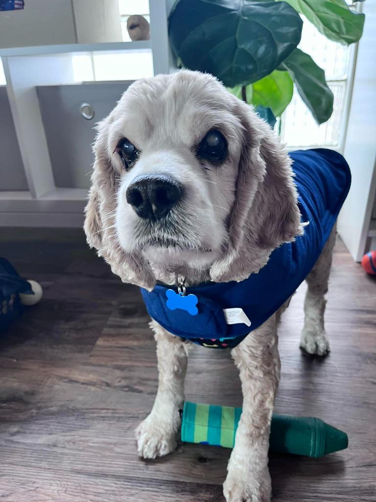 Enlarge Kola, a Adoptable Cocker Spaniel in El Cajon, CA image 2/6