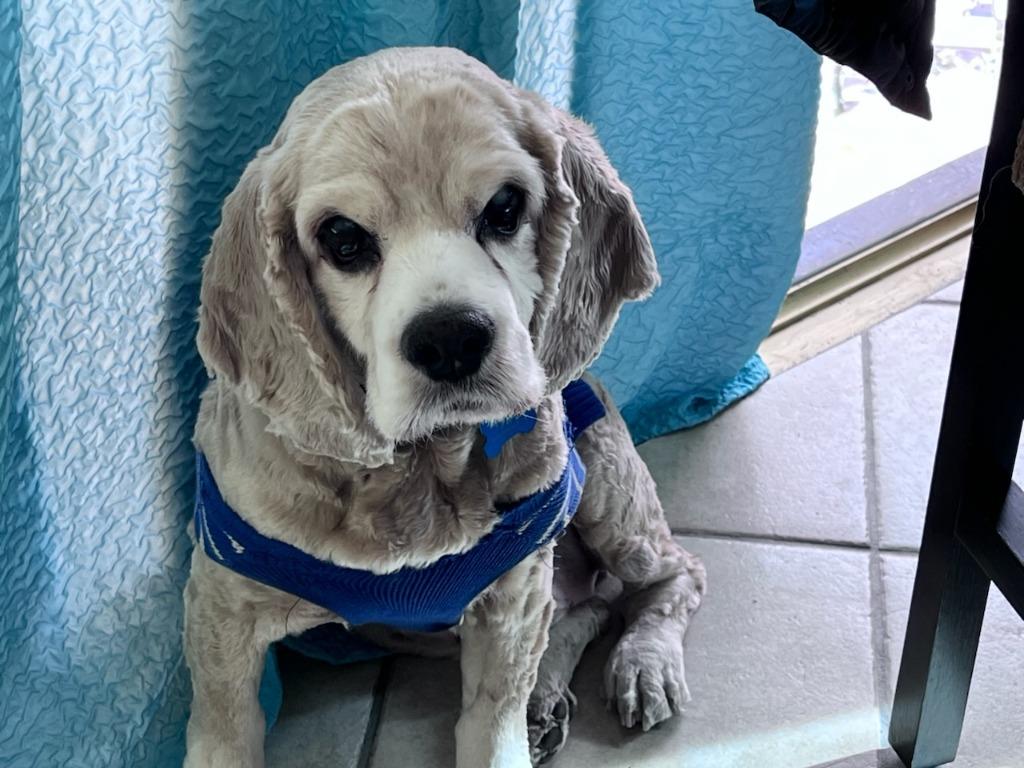 Enlarge Kola, a Adoptable Cocker Spaniel in El Cajon, CA image 3/6