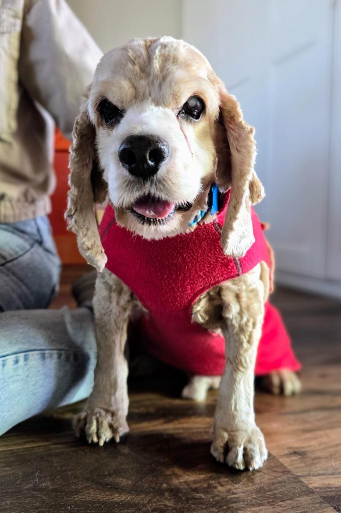 Enlarge Kola, a Adoptable Cocker Spaniel in El Cajon, CA image 4/6