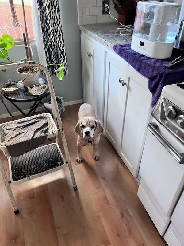 Enlarge Kola, a Adoptable Cocker Spaniel in El Cajon, CA image 5/6