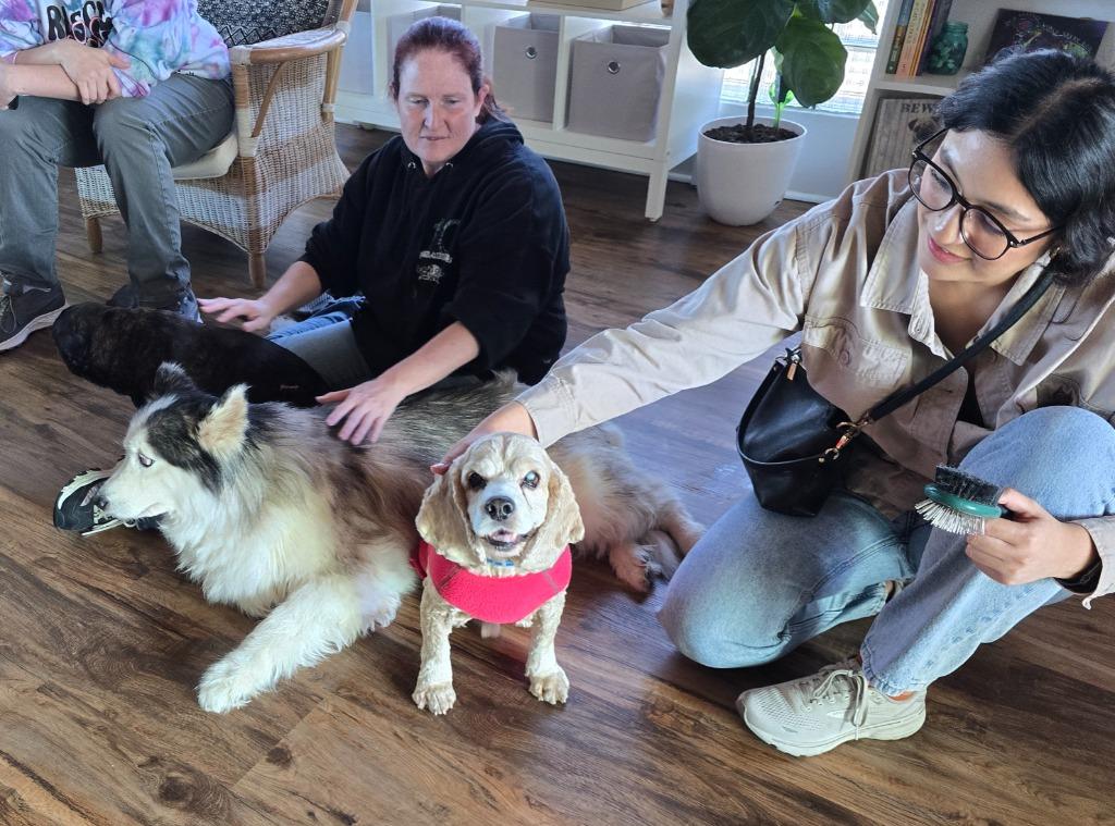 Enlarge Kola, a Adoptable Cocker Spaniel in El Cajon, CA image 6/6