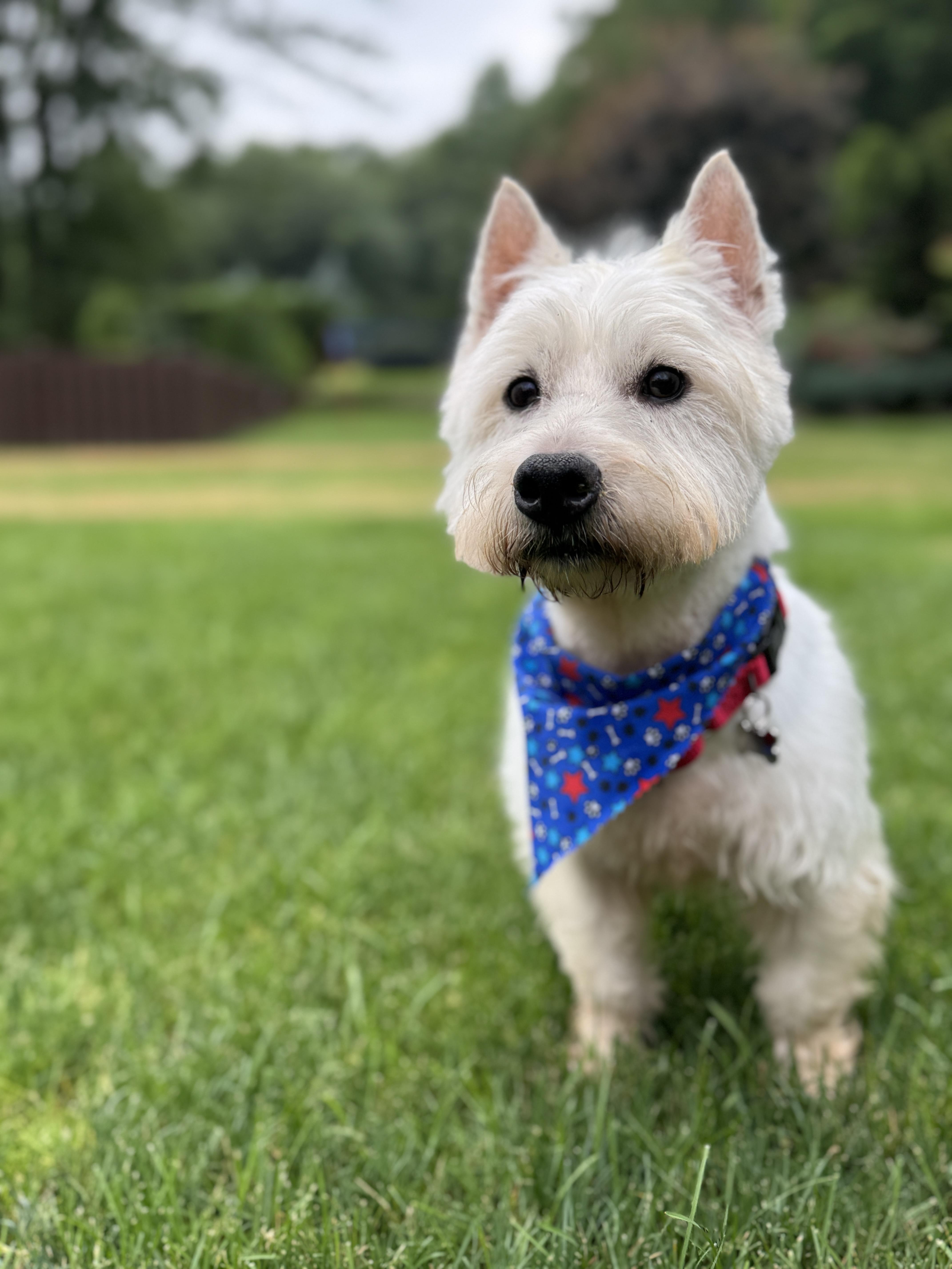 Watson, Adult Male West Highland White Terrier / Westie