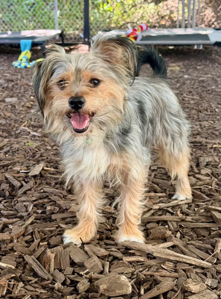 Enlarge Maurice, a Adoptable Yorkshire Terrier in Ewing, NJ image 2/2