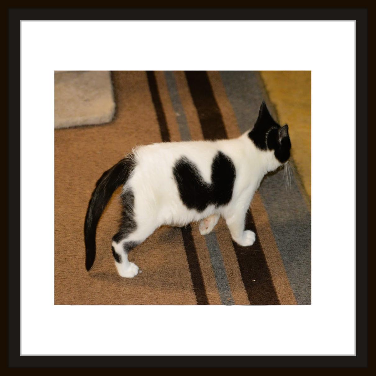 Enlarge Daffy fearless friskily kitten, a ADOPTABLE mixed breed in Hot Springs, AR image 3/6