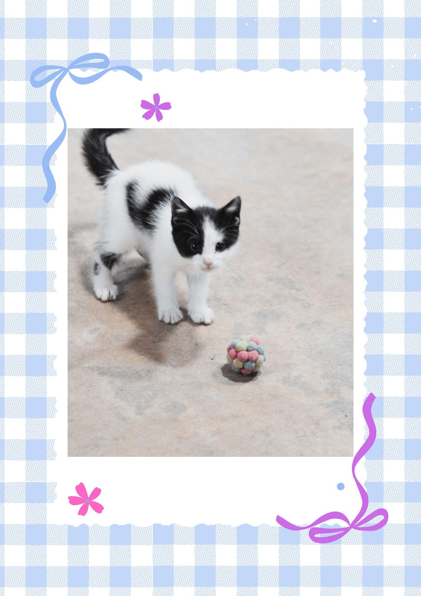 Daffy fearless friskily kitten, ADOPTABLE, Young Female Tabby & Domestic Medium Hair.