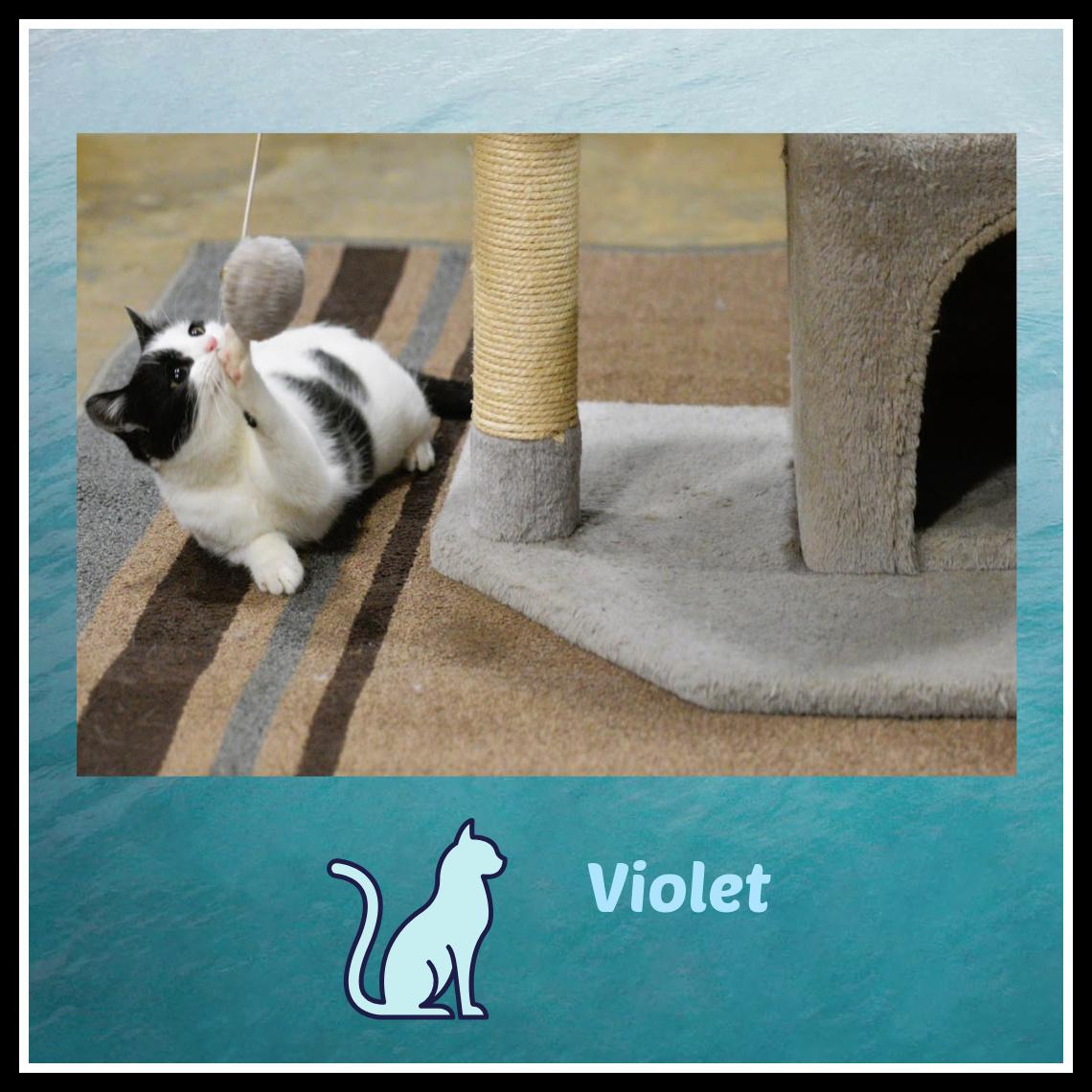 Enlarge Daffy fearless friskily kitten, a ADOPTABLE mixed breed in Hot Springs, AR image 5/6