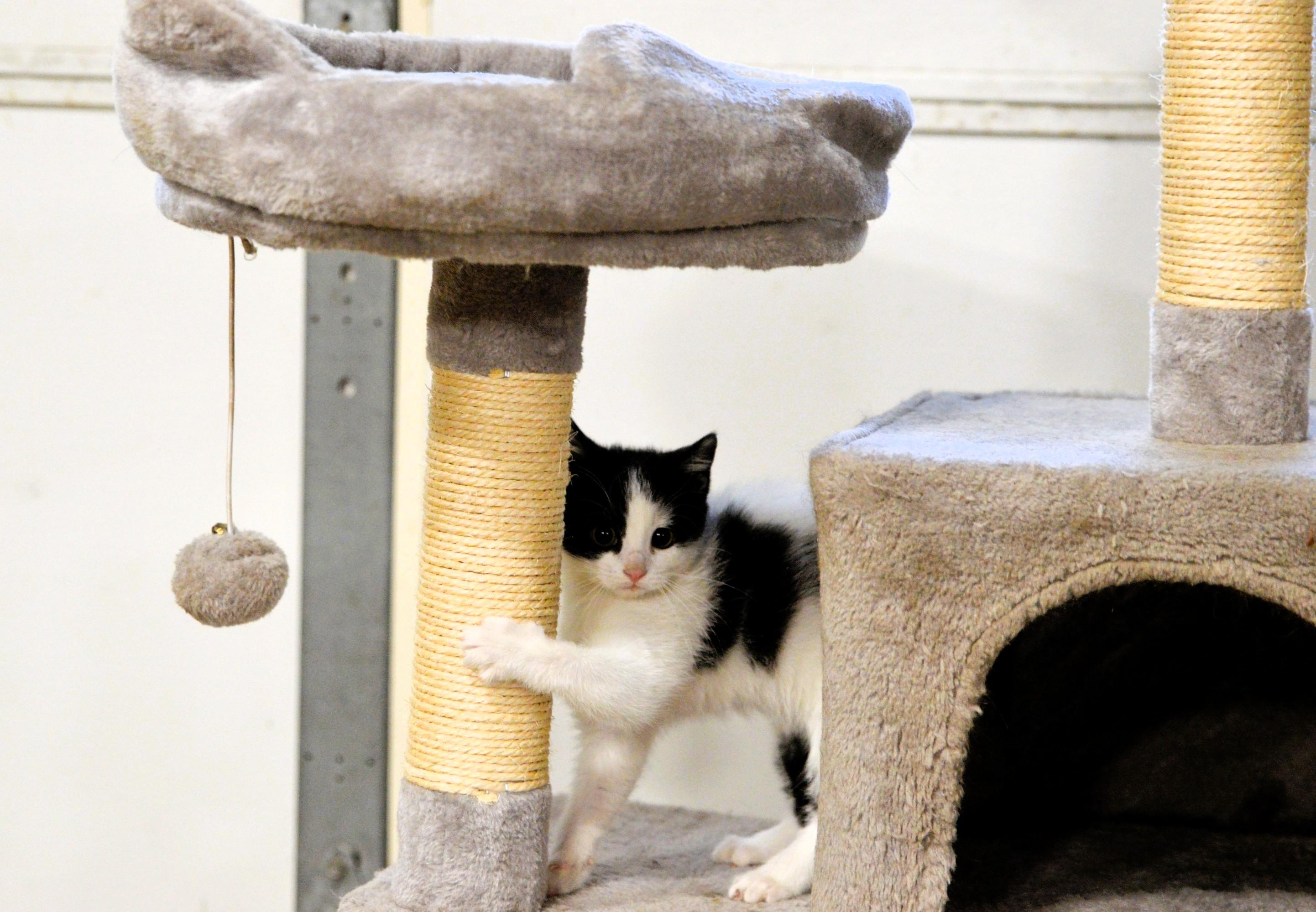 Enlarge Daffy fearless friskily kitten, a ADOPTABLE mixed breed in Hot Springs, AR image 6/6