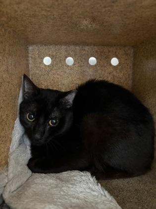 Tyler, Adoptable, Adult Male Domestic Short Hair & Domestic Short Hair.