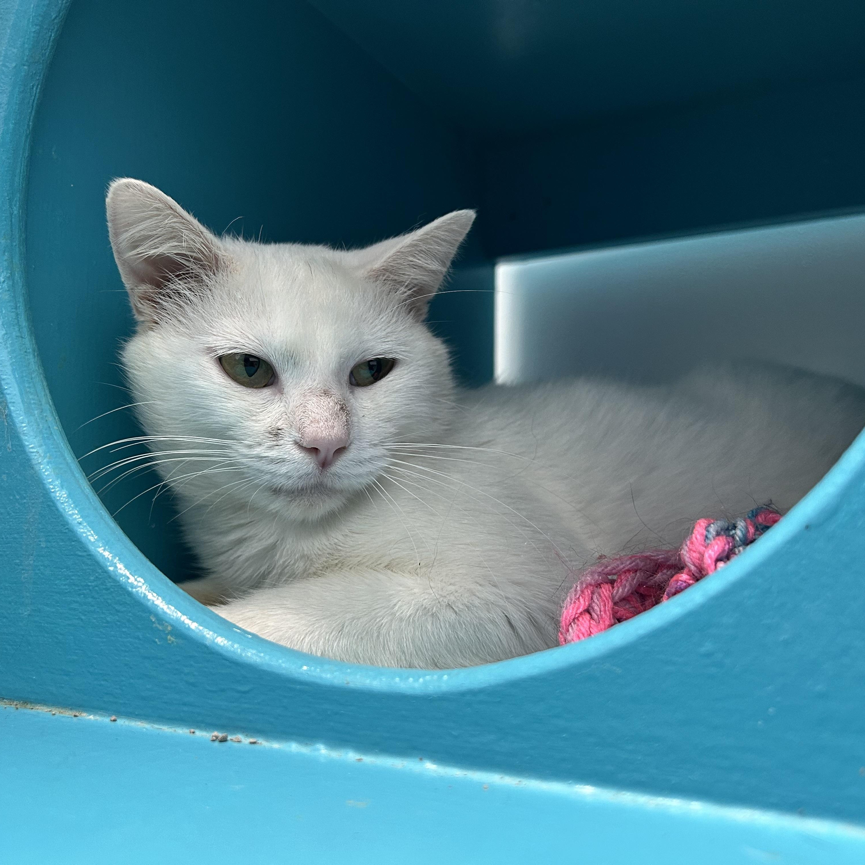 Enlarge Kimba, a Adoptable Domestic Short Hair in Grand Rapids, MI image 3/5