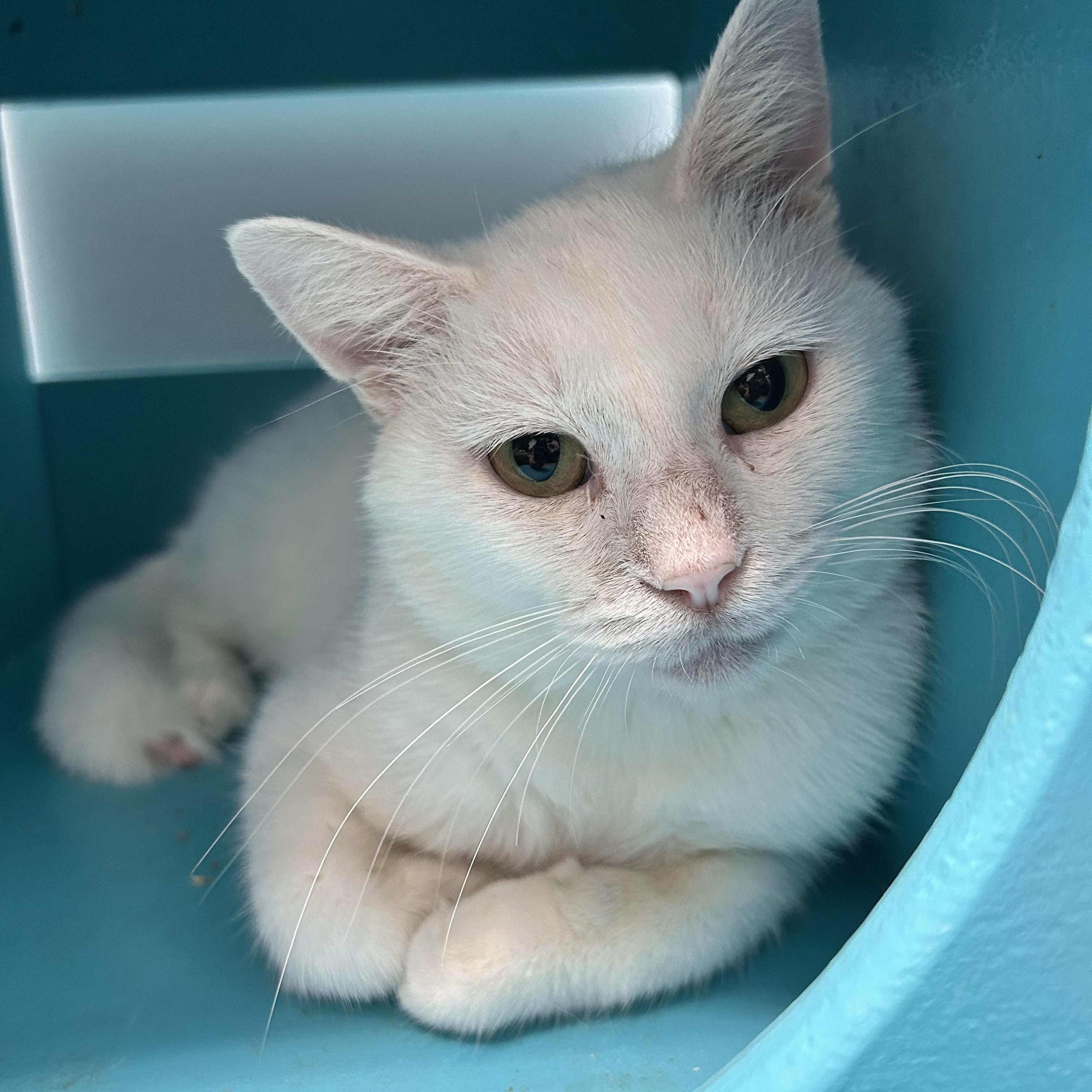 Enlarge Kimba, a Adoptable Domestic Short Hair in Grand Rapids, MI image 5/5