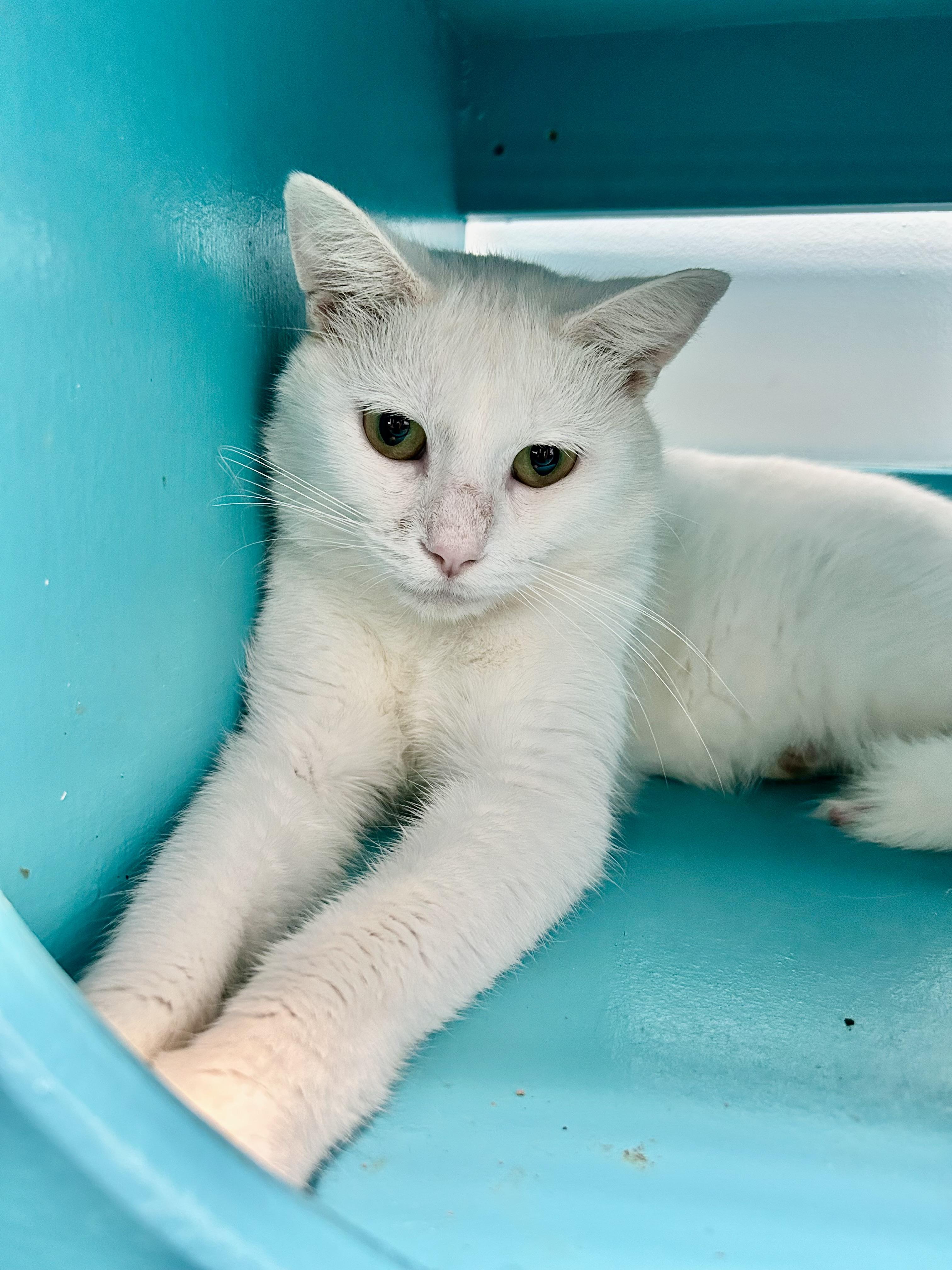Enlarge Kimba, a Adoptable Domestic Short Hair in Grand Rapids, MI image 4/5