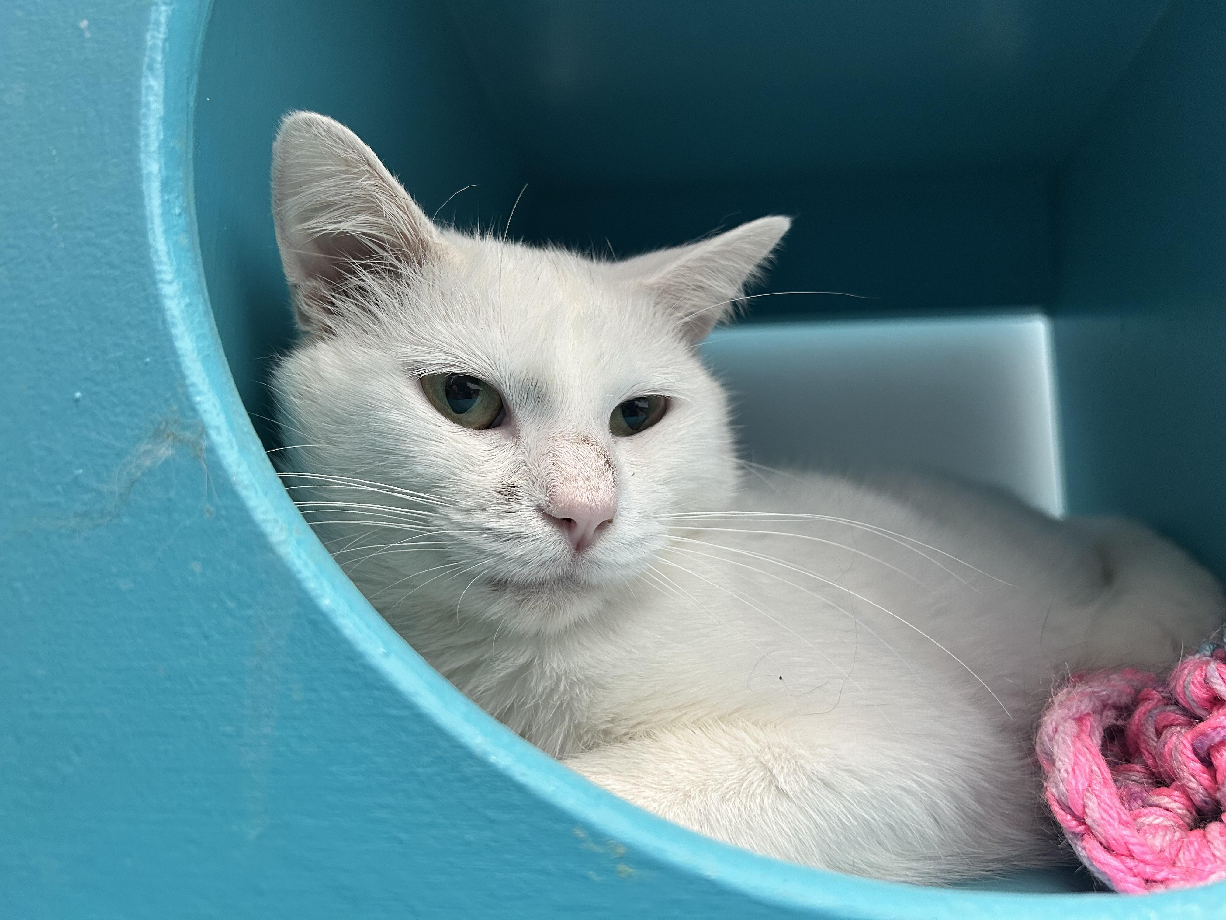 Enlarge Kimba, a Adoptable Domestic Short Hair in Grand Rapids, MI image 2/5