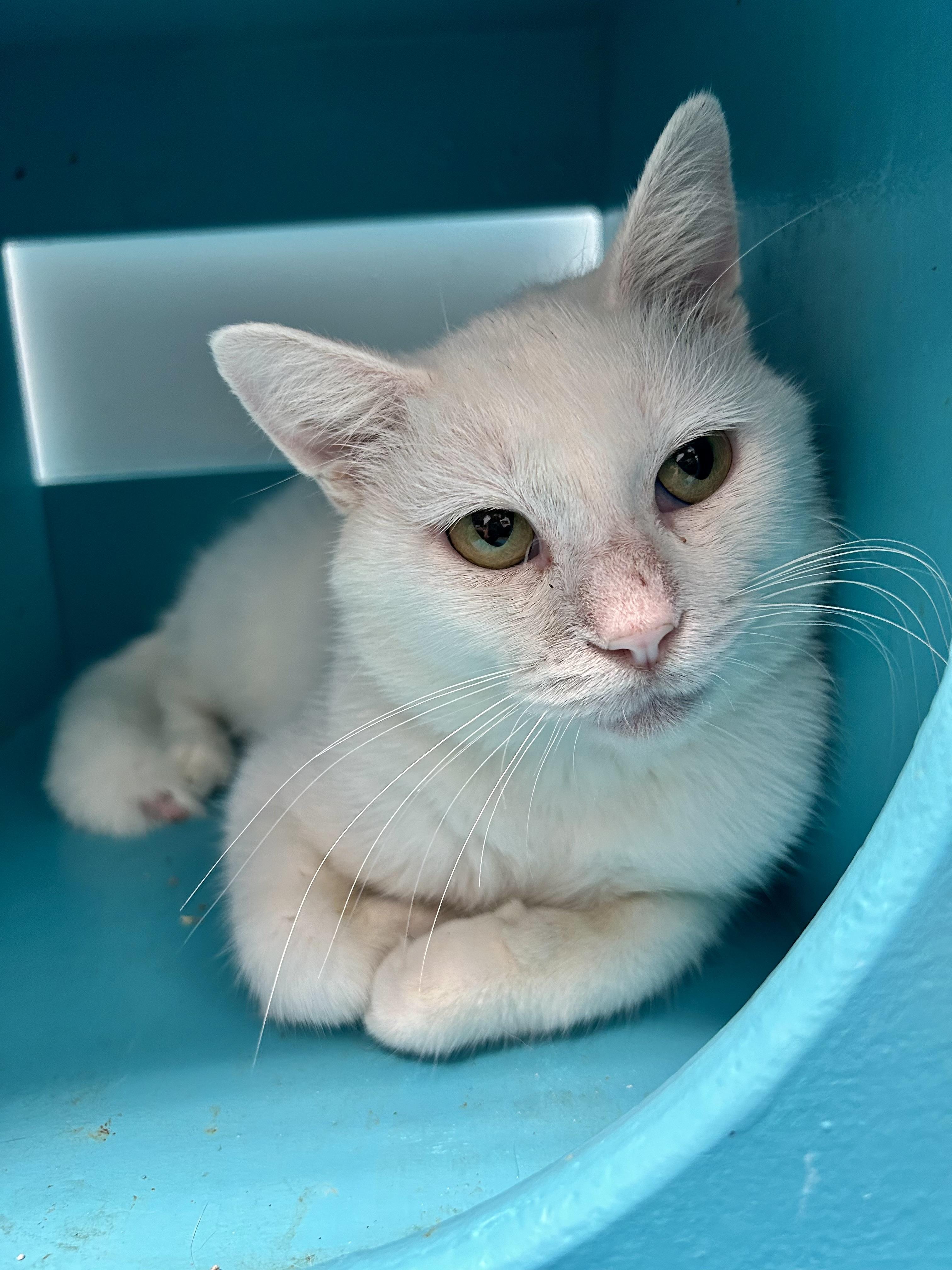 Enlarge Kimba, a Adoptable Domestic Short Hair in Grand Rapids, MI image 1/5