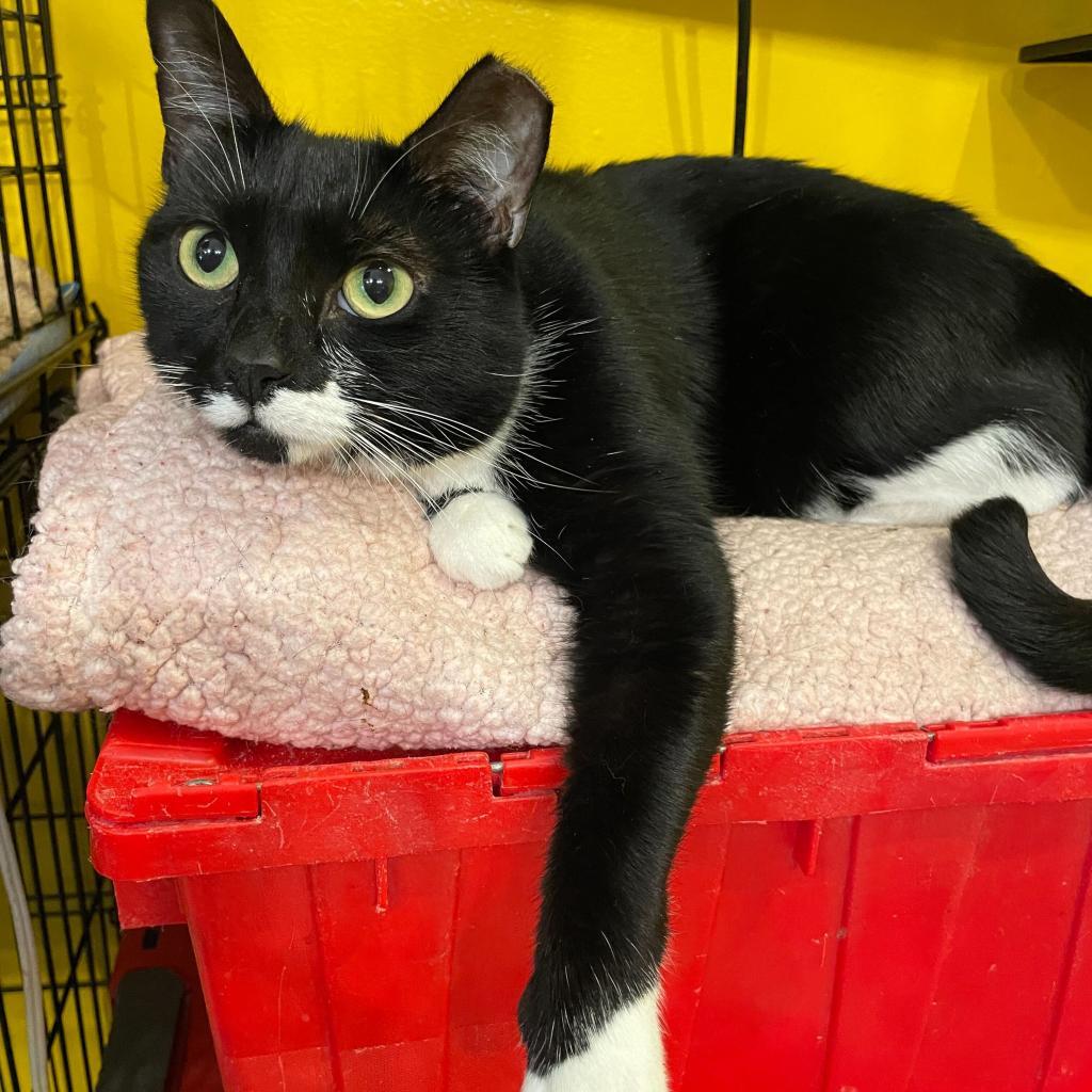 Enlarge Darla (Feral), a Adoptable Domestic Short Hair in Howard beach, NY image 1/6