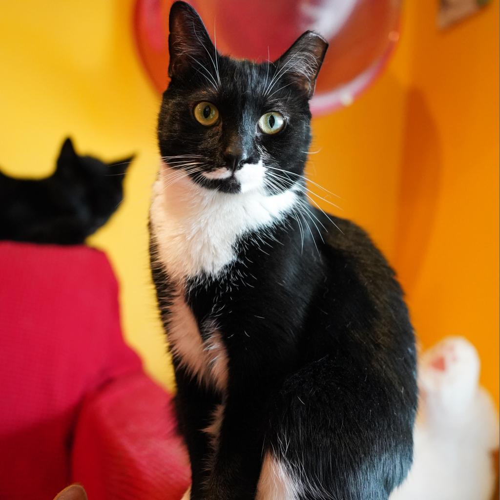 Enlarge Darla (Feral), a Adoptable Domestic Short Hair in Howard beach, NY image 2/6