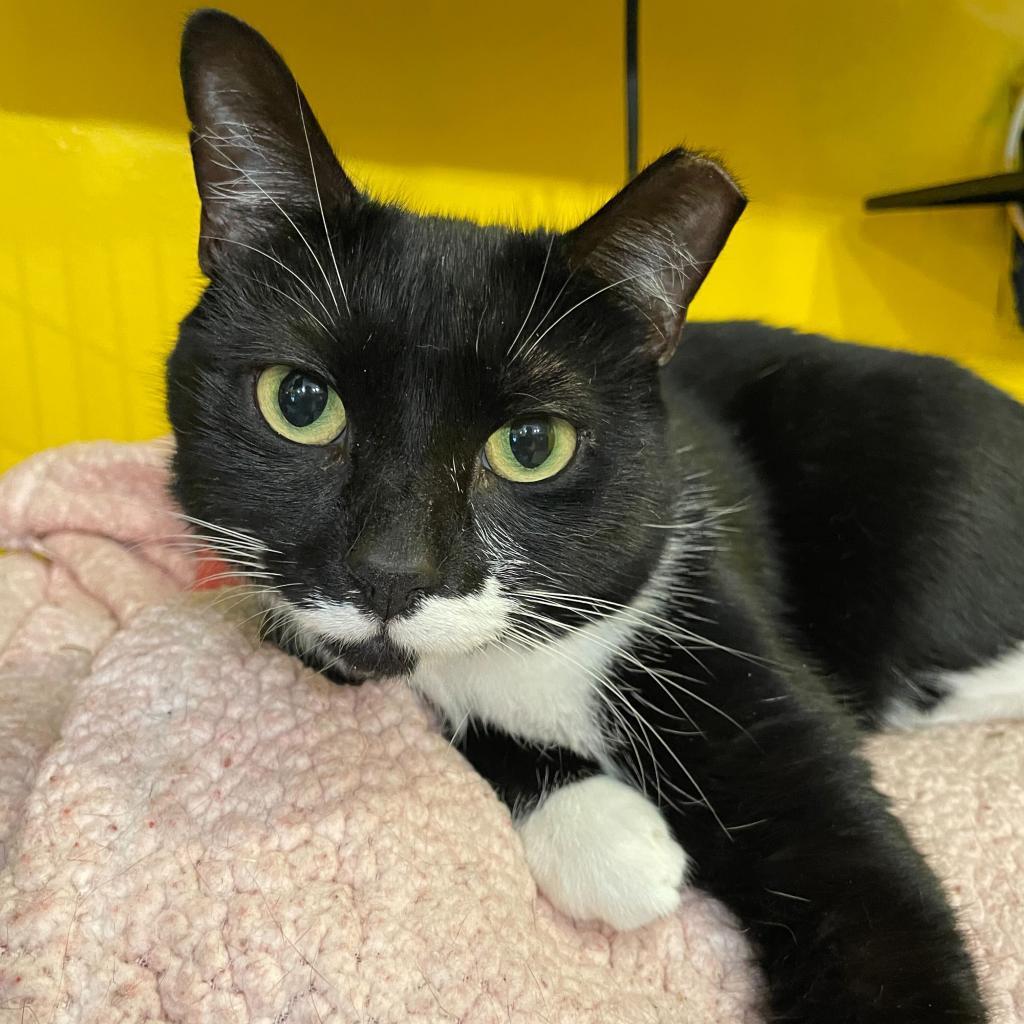 Enlarge Darla (Feral), a Adoptable Domestic Short Hair in Howard beach, NY image 3/6