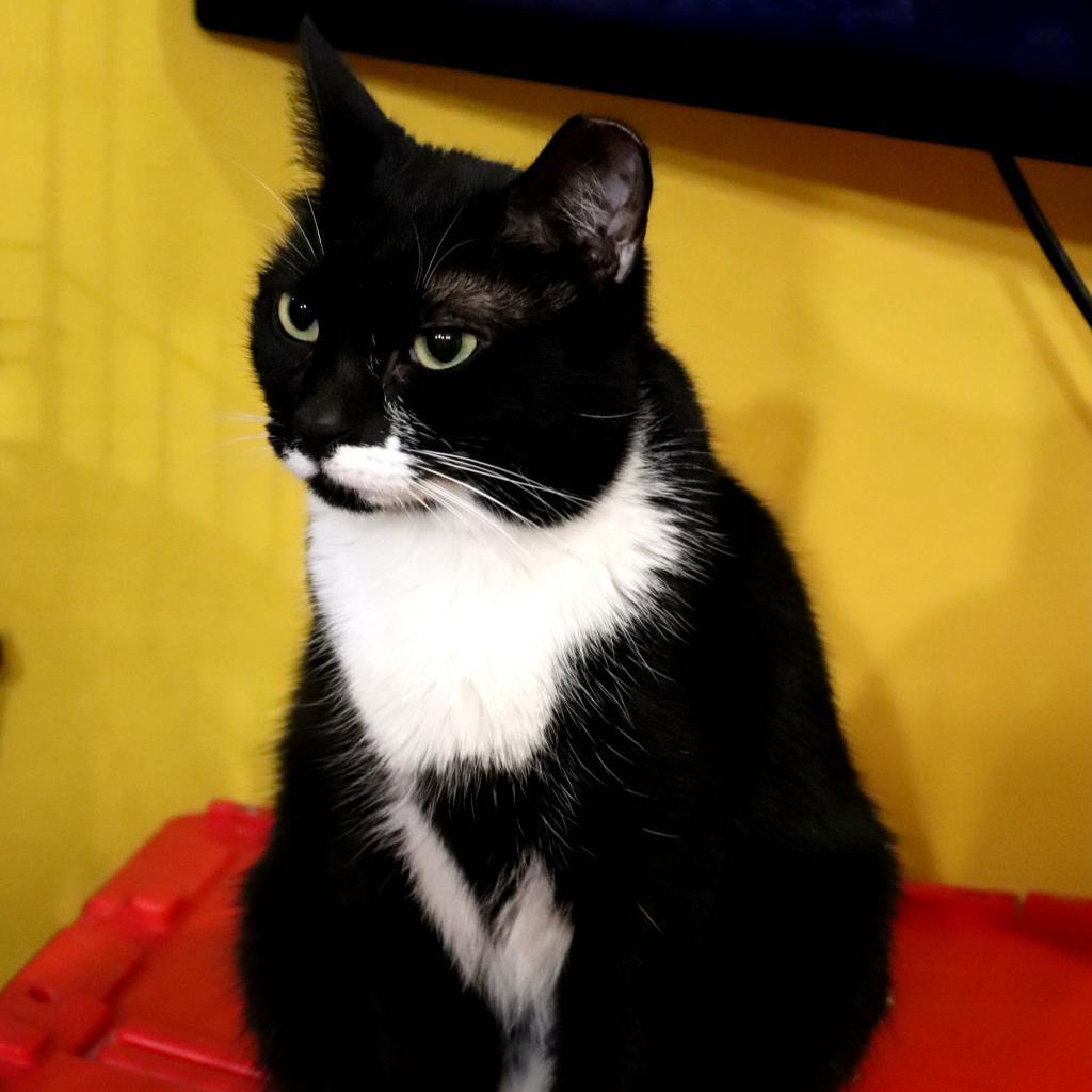 Enlarge Darla (Feral), a Adoptable Domestic Short Hair in Howard beach, NY image 4/6