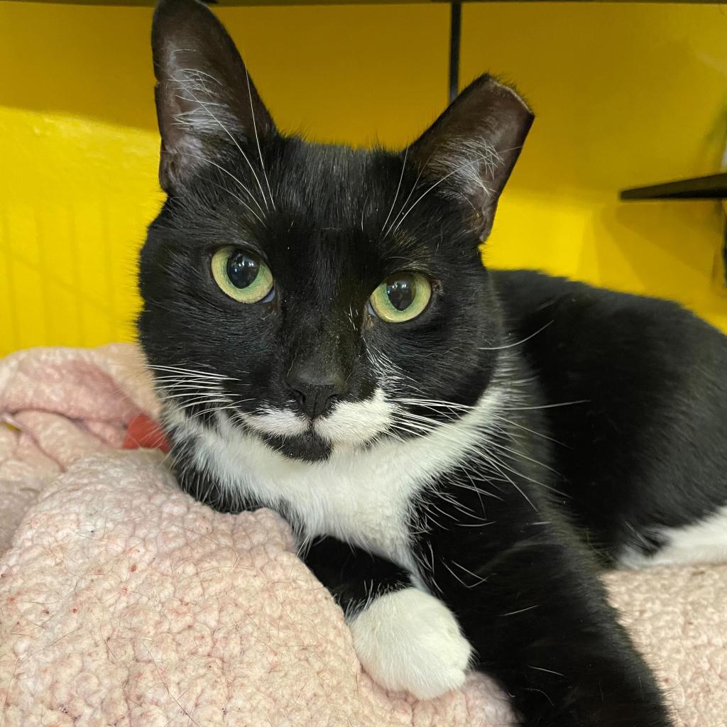 Enlarge Darla (Feral), a Adoptable Domestic Short Hair in Howard beach, NY image 5/6