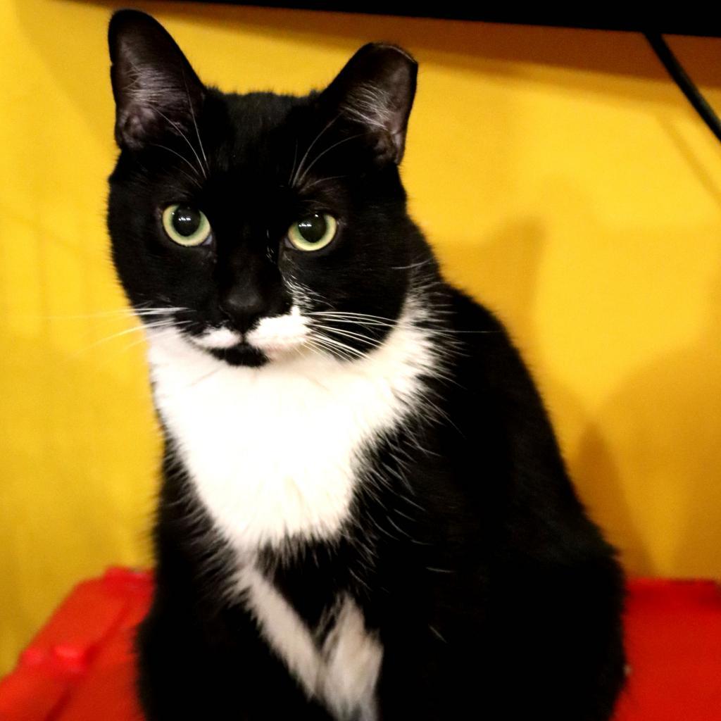 Enlarge Darla (Feral), a Adoptable Domestic Short Hair in Howard beach, NY image 6/6