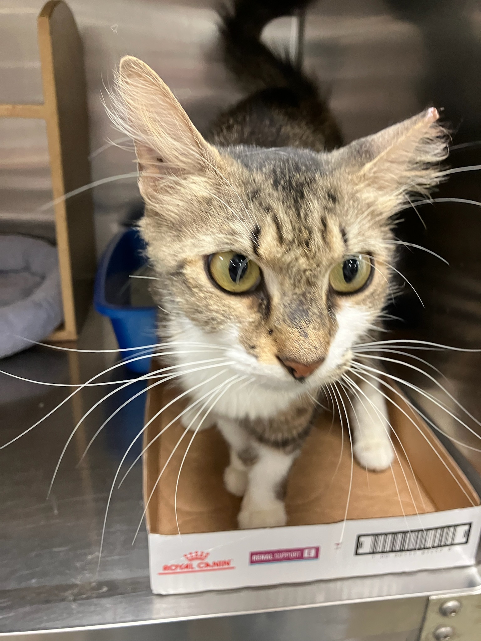Enlarge Pixie, a Adopted Domestic Short Hair in Bradenton, FL image 4/6