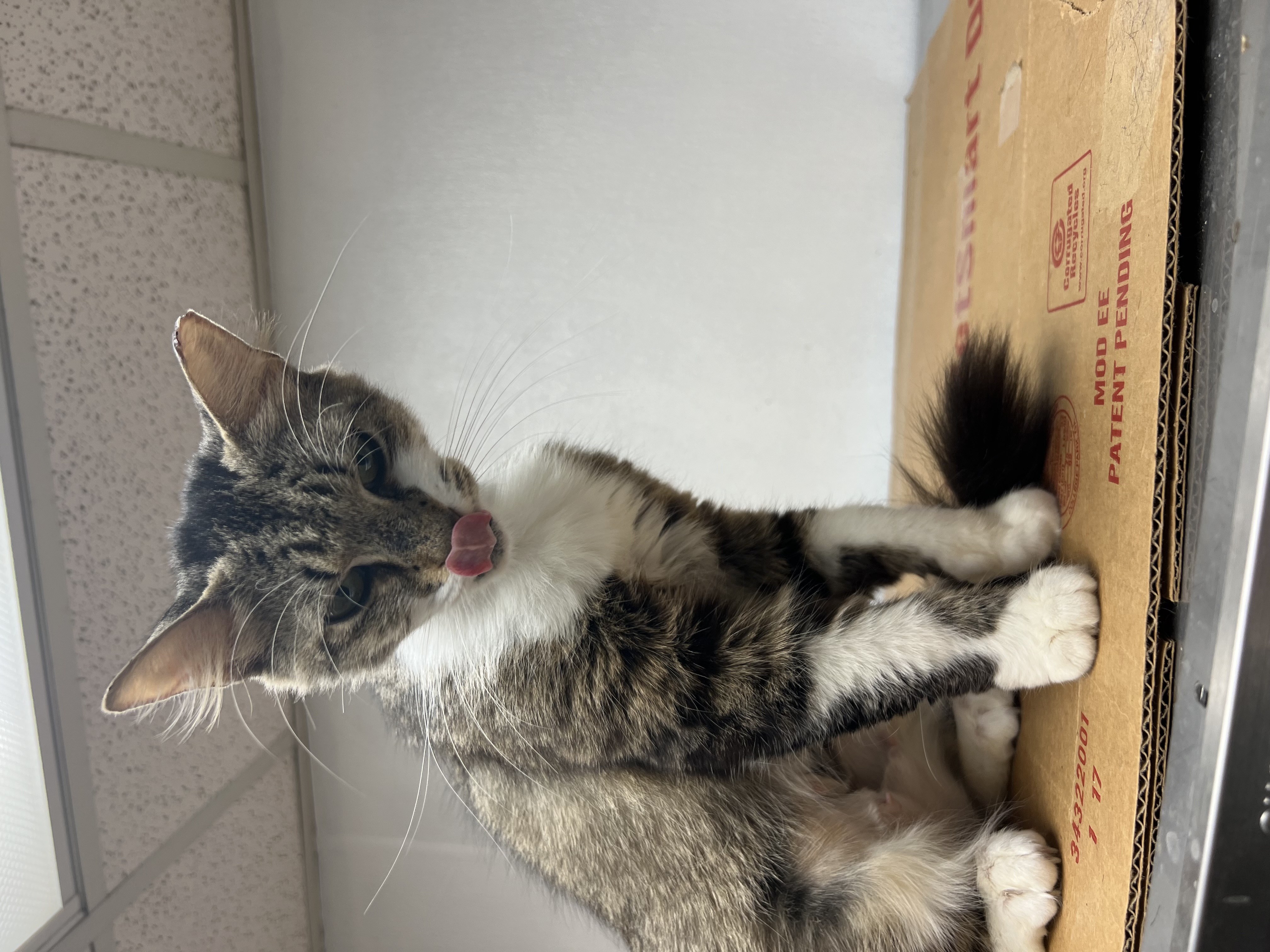 Enlarge Pixie, a Adopted Domestic Short Hair in Bradenton, FL image 5/6