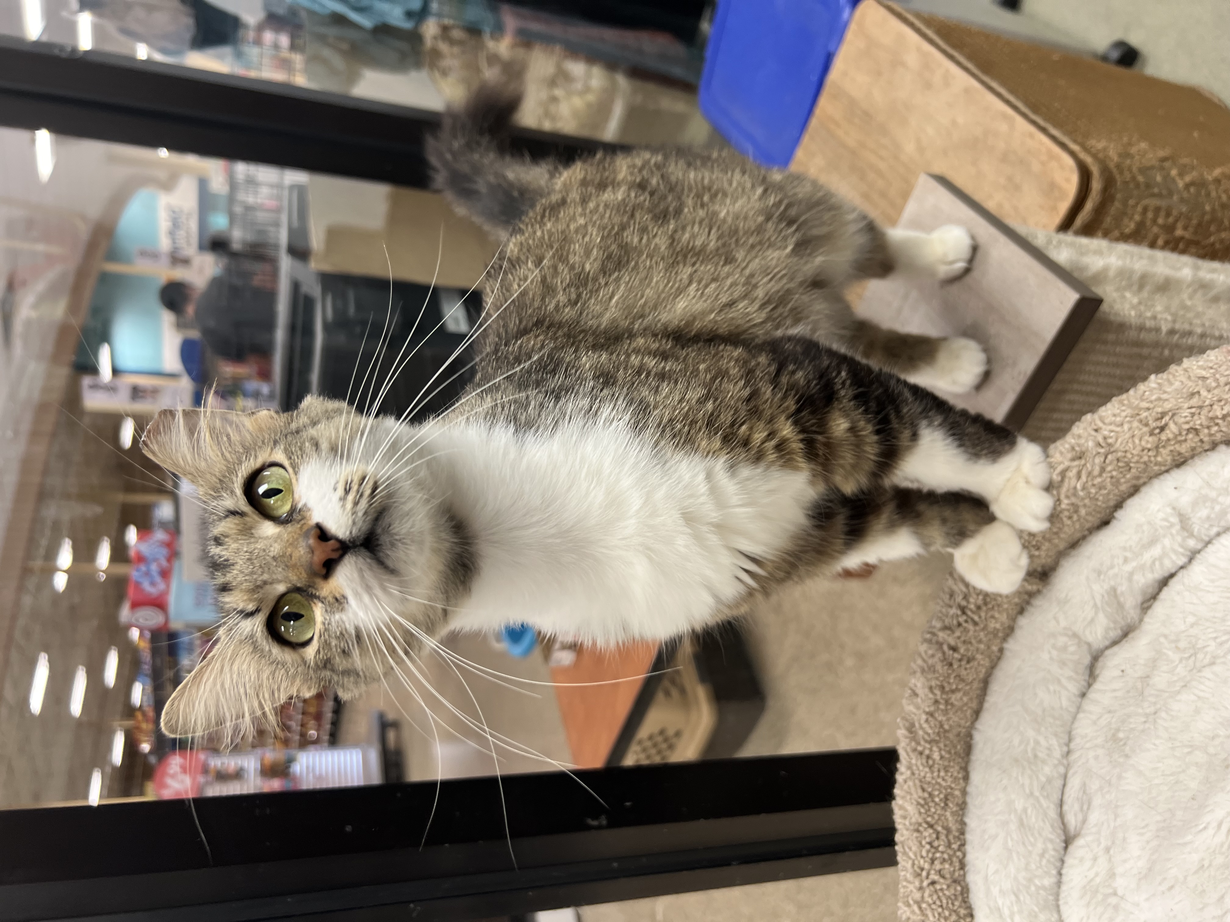 Enlarge Pixie, a Adopted Domestic Short Hair in Bradenton, FL image 2/6