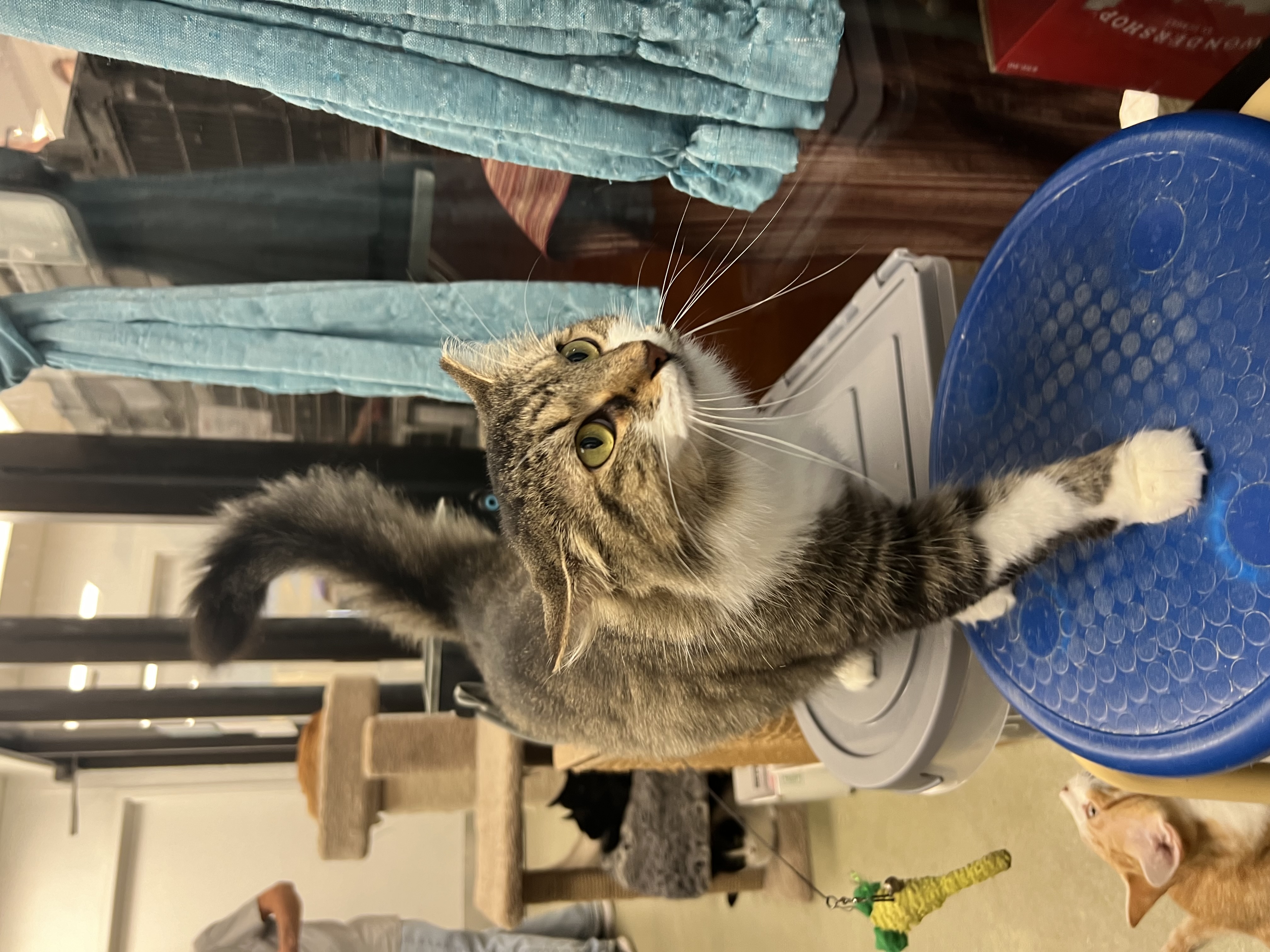 Enlarge Pixie, a Adopted Domestic Short Hair in Bradenton, FL image 1/6