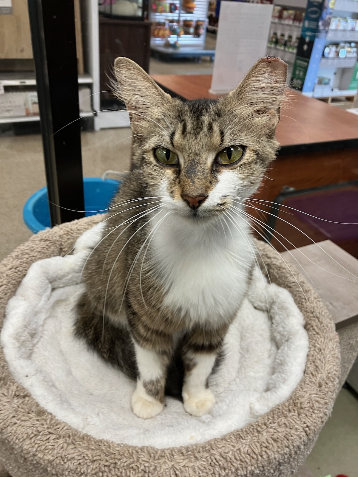 Enlarge Pixie, a Adopted Domestic Short Hair in Bradenton, FL image 3/6