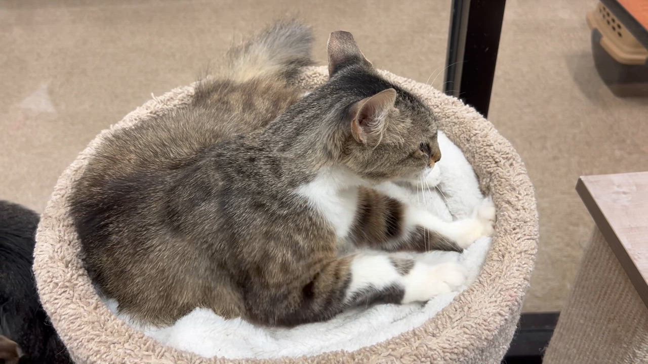 Enlarge Pixie, a Adopted Domestic Short Hair in Bradenton, FL video 6/6
