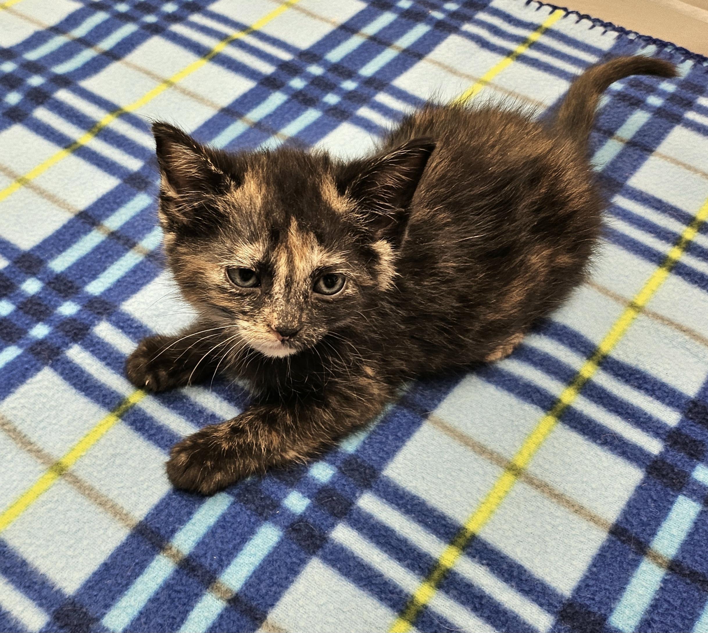 Mustard, Adoptable, Kitten Female Domestic Short Hair.
