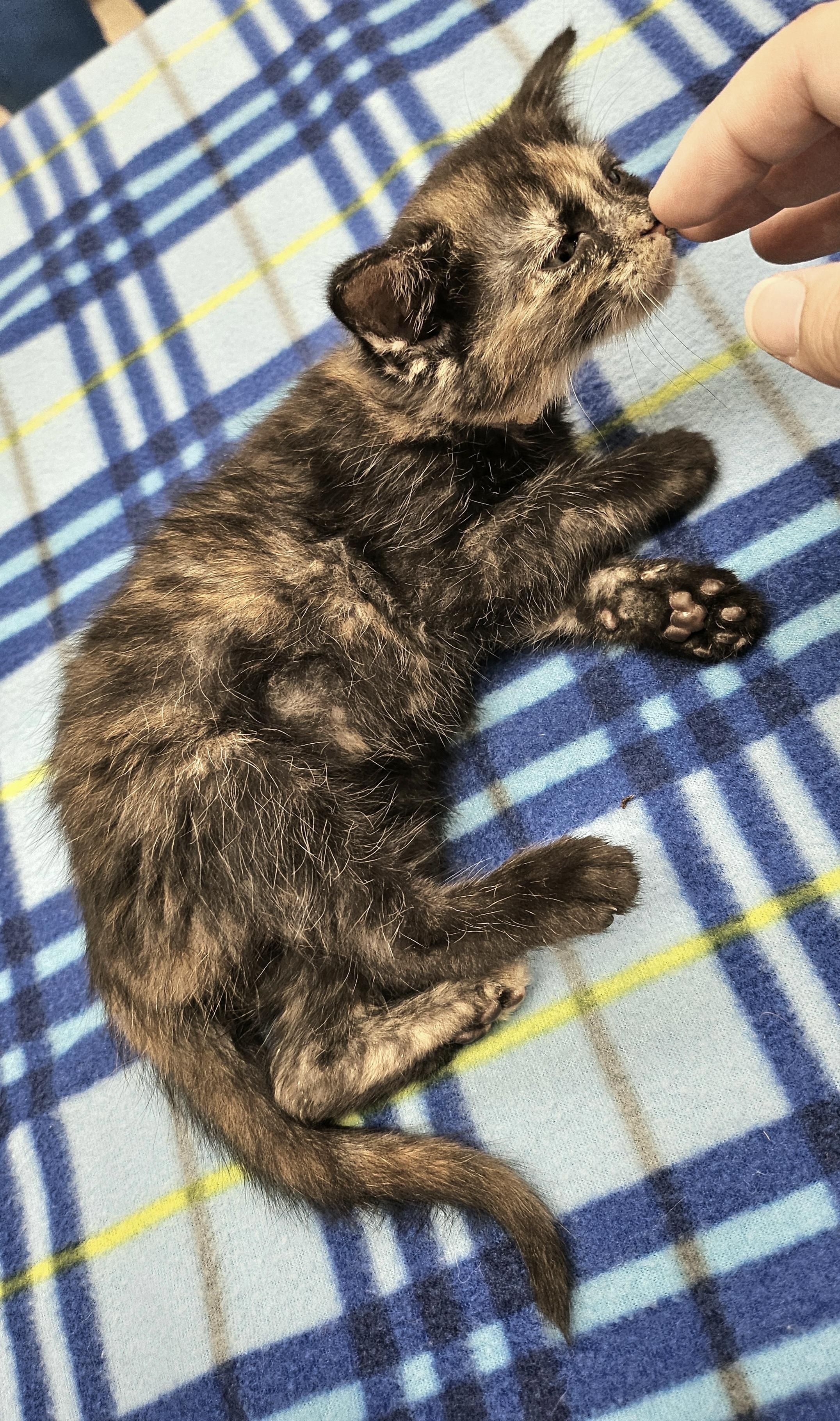 Mustard, a Adoptable Domestic Short Hair in Tucson, AZ image 2/2