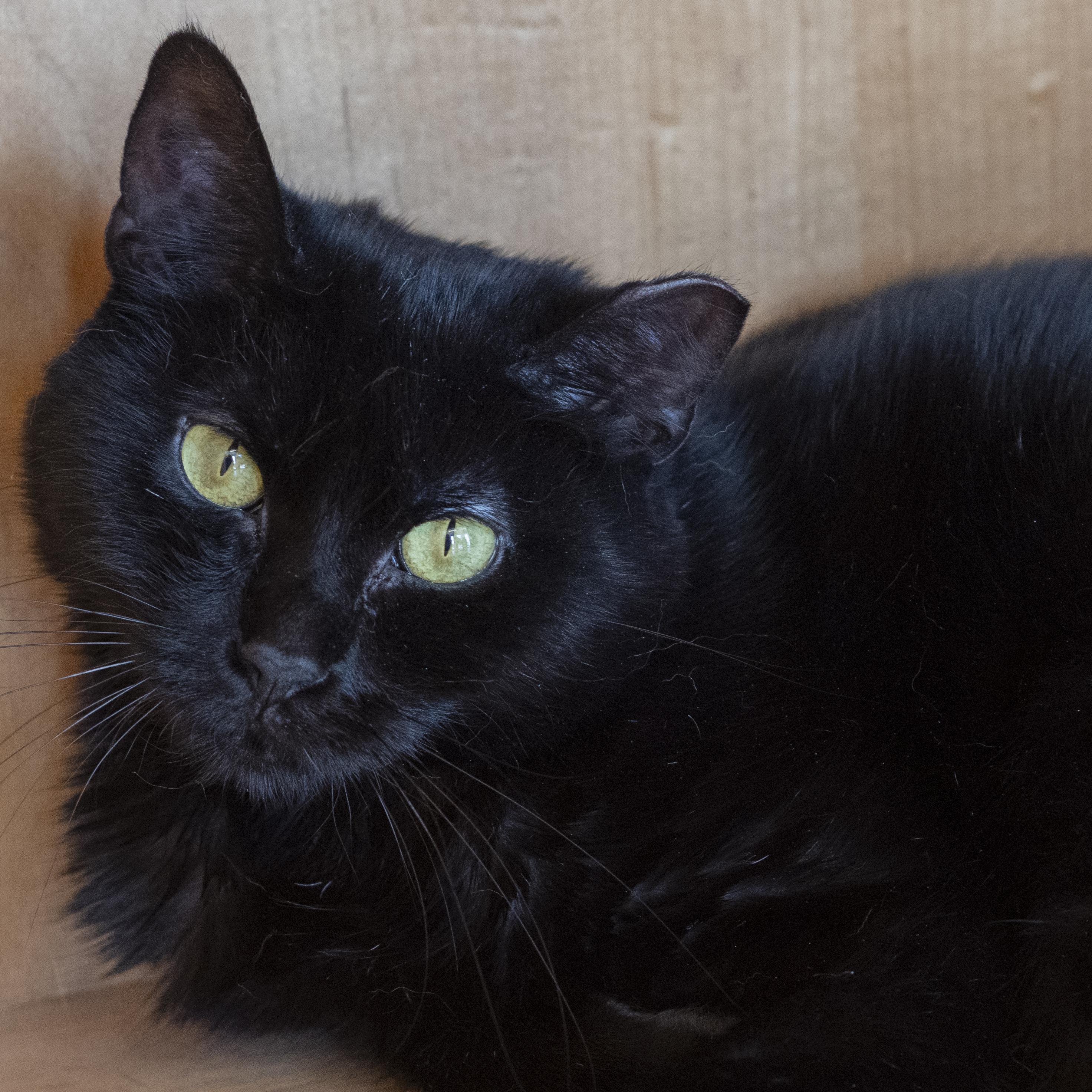 Enlarge Quiche, a Adoptable Domestic Short Hair in Pontiac, MI image 1/1