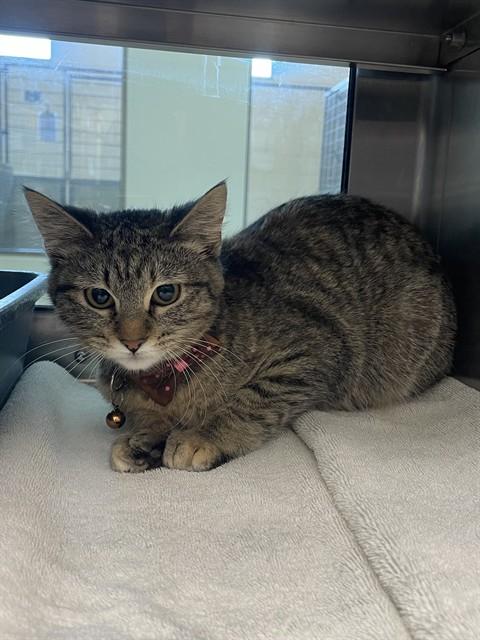 MERTLE, Adoptable, Young Female Domestic Short Hair.