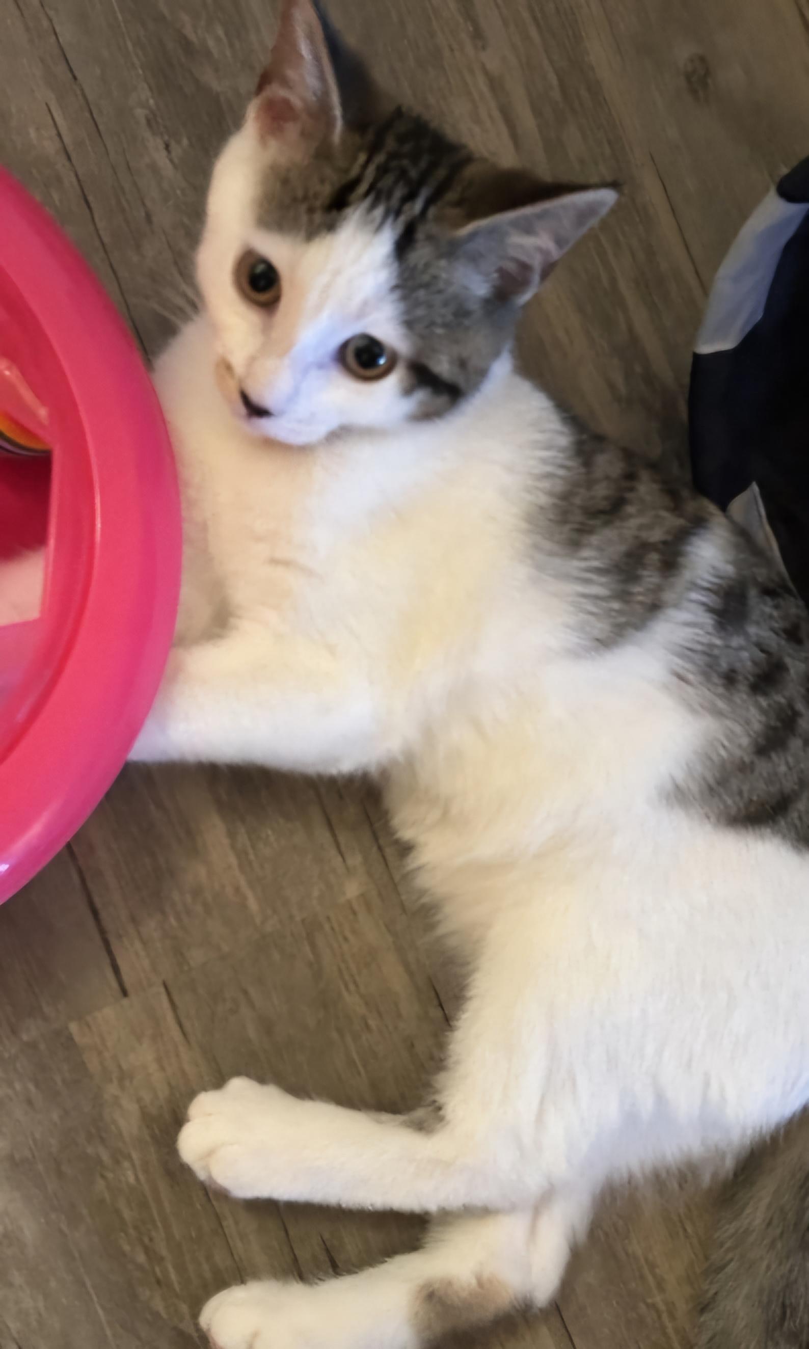 Olive 13 wks, a Adoptable Tabby in London, ON image 2/4