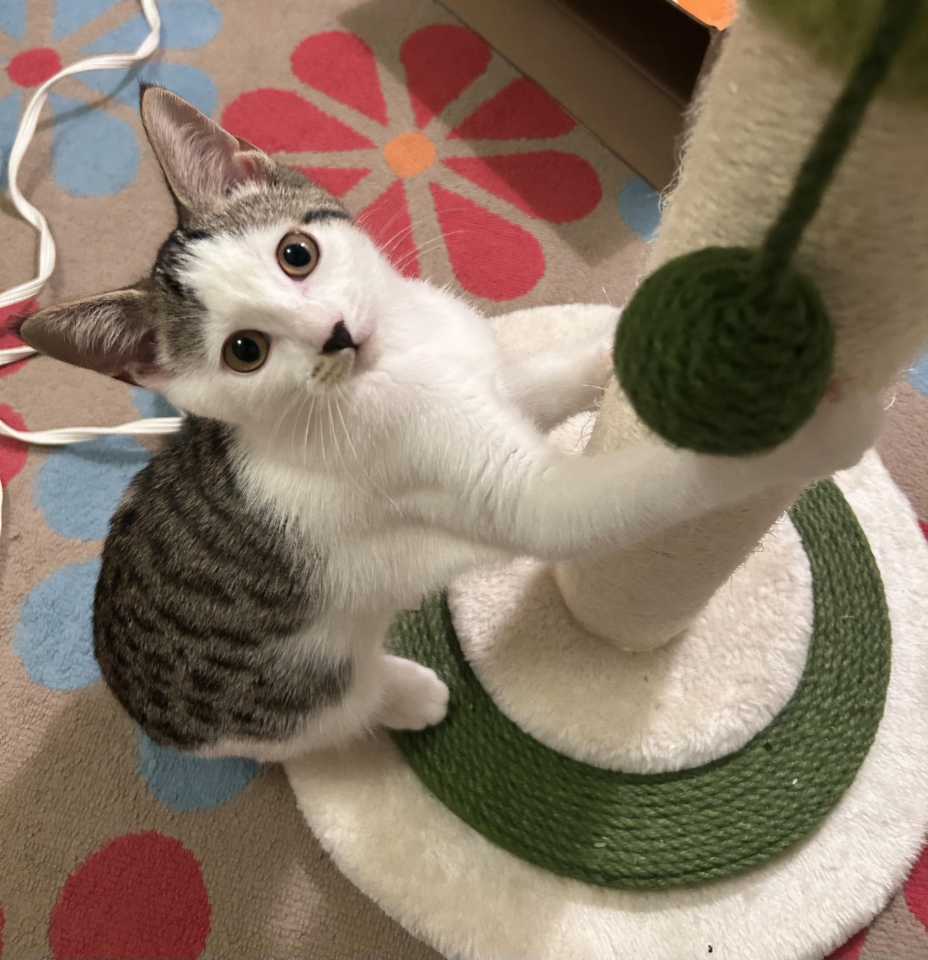 Olive 13 wks, a Adoptable Tabby in London, ON image 1/4