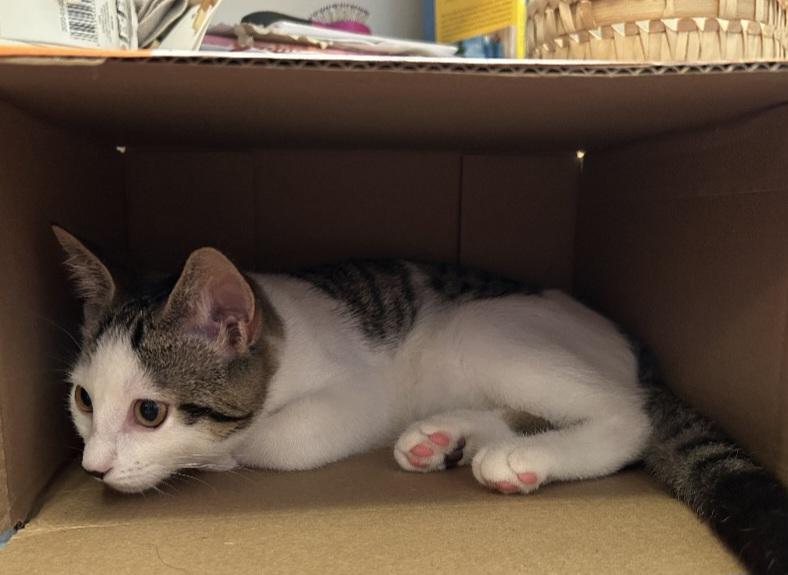 Olive 13 wks, a Adoptable Tabby in London, ON image 3/4