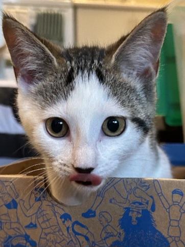 Olive 13 wks, a Adoptable Tabby in London, ON image 4/4