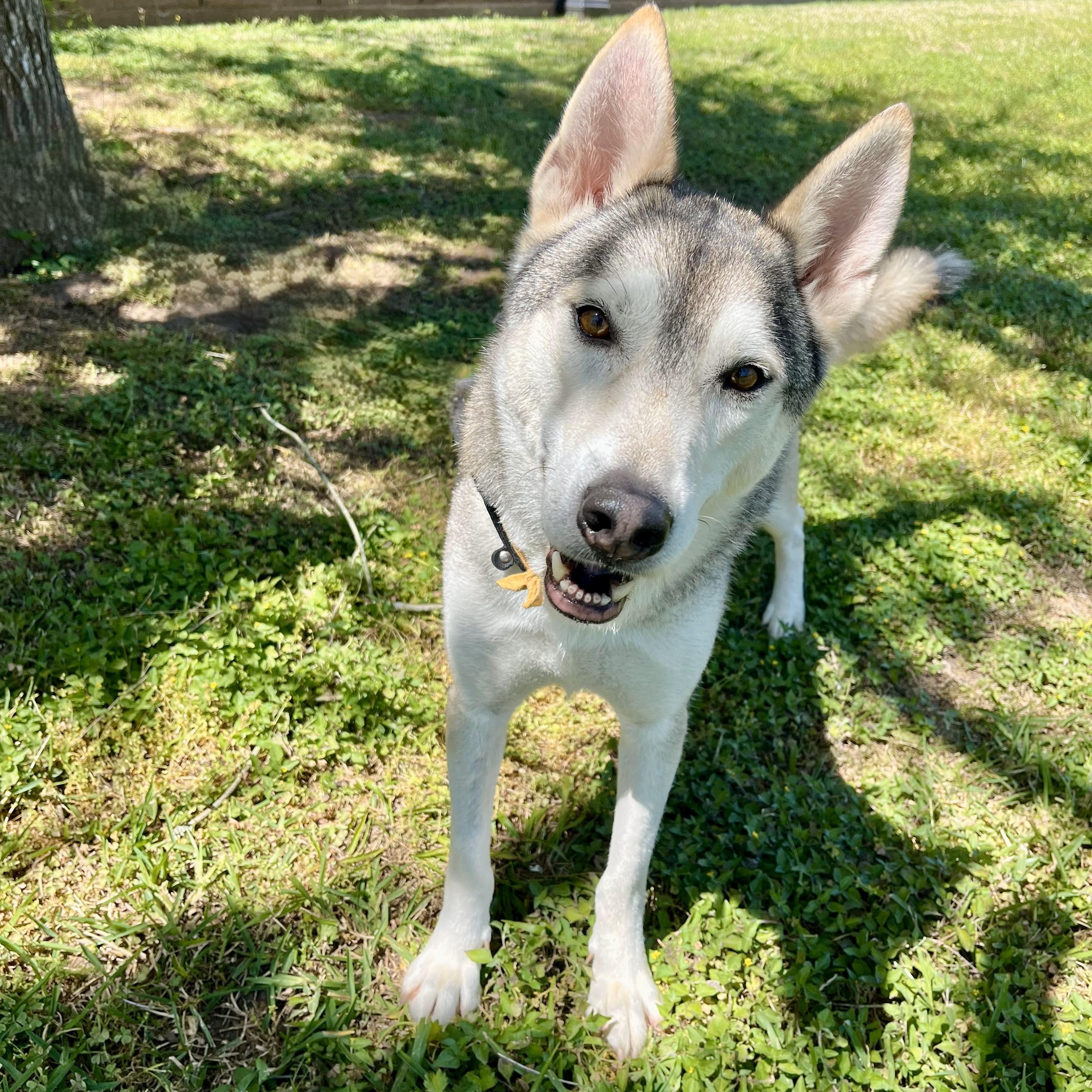 Kiwi — thumbnail 4