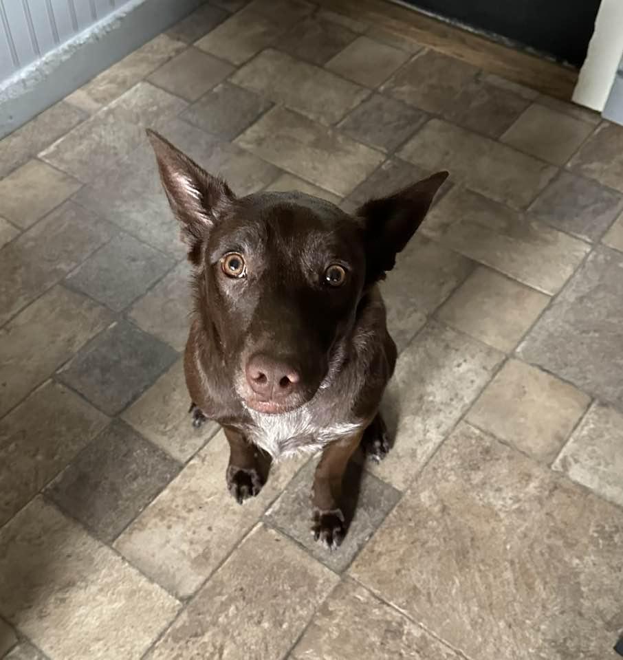 Luna, Adoptable, Young Female Australian Kelpie.