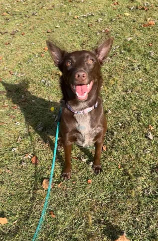 Luna, a Adoptable mixed breed in Lewistown, PA image 2/3