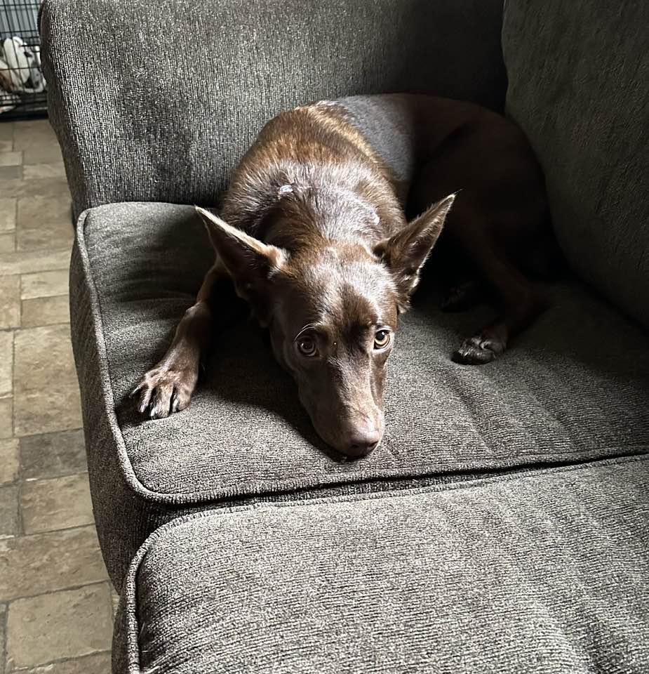 Luna, a Adoptable mixed breed in Lewistown, PA image 3/3