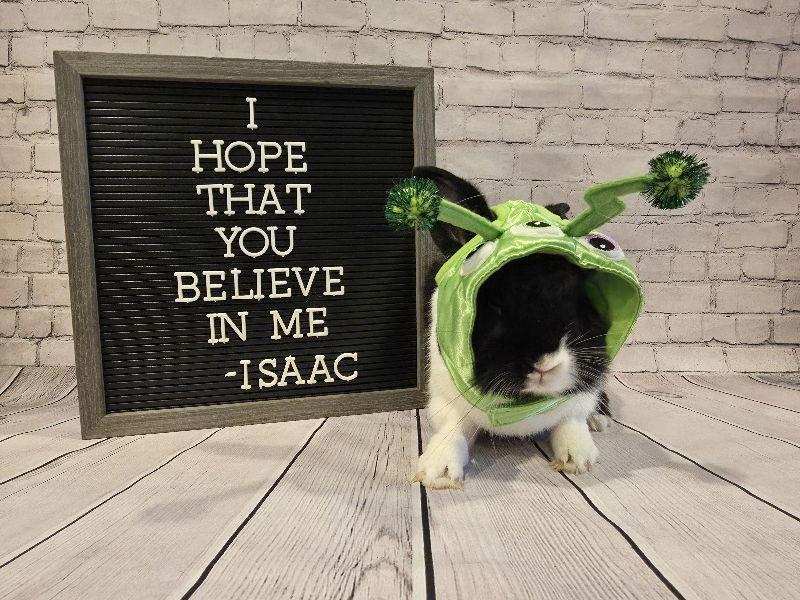 Enlarge Isaac, a Adoptable mixed breed in Columbus, OH image 2/2